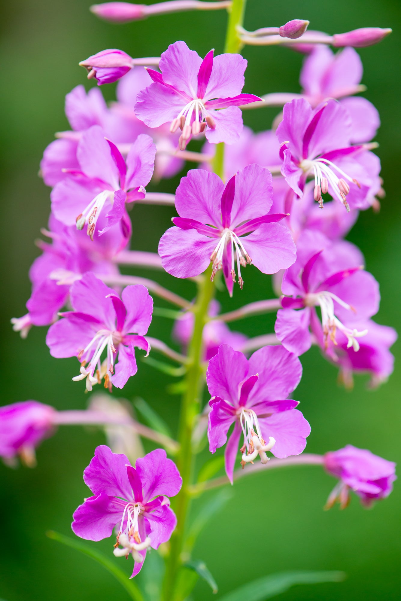 Fireweed (Chamaenerion angustifolium)
