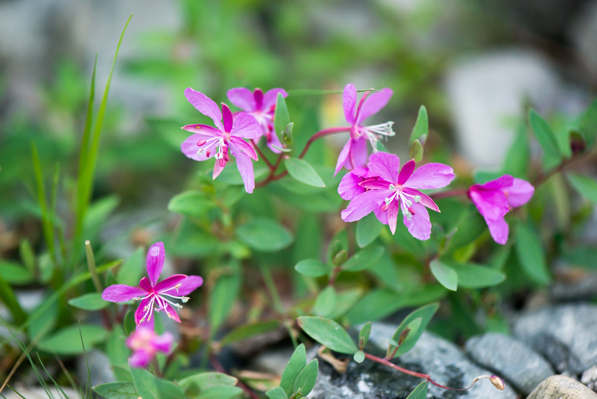 River Beauty (Chamaenerion latifolium)