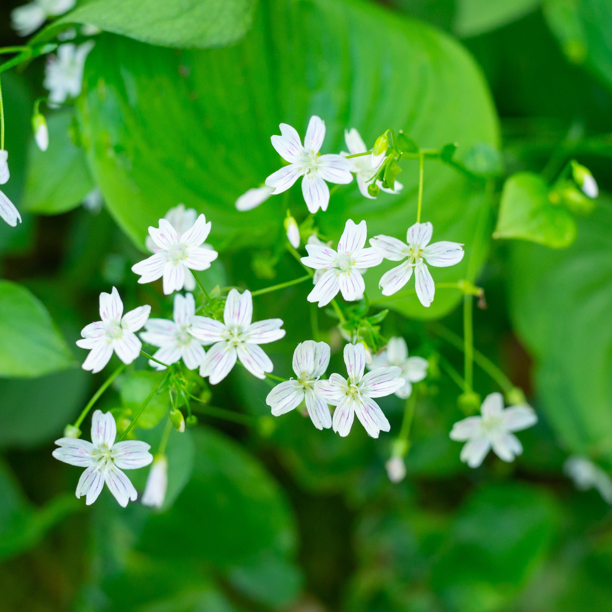 Siberian Miner’s Lettuce (Claytonia sibirica)