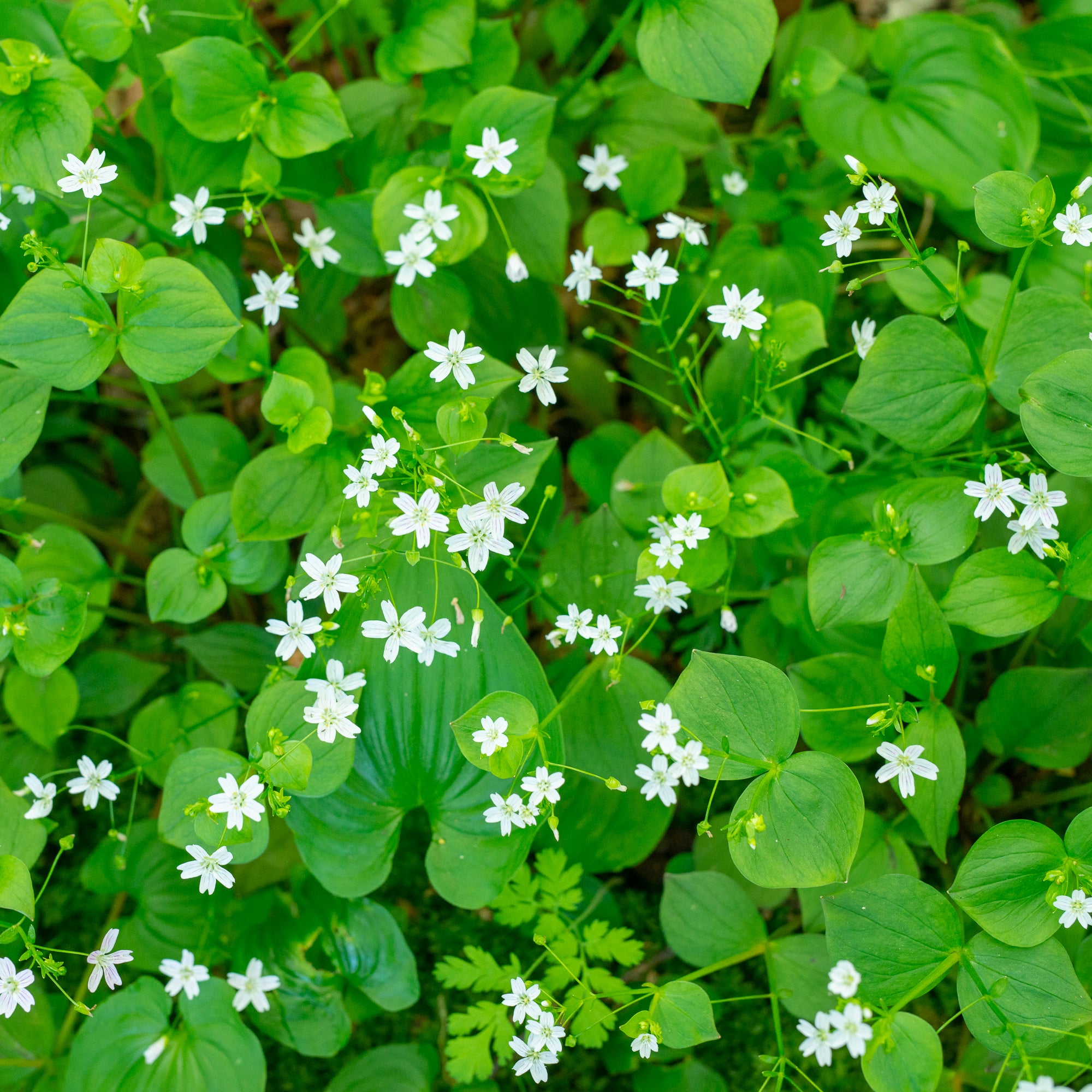 Siberian Miner’s Lettuce (Claytonia sibirica)