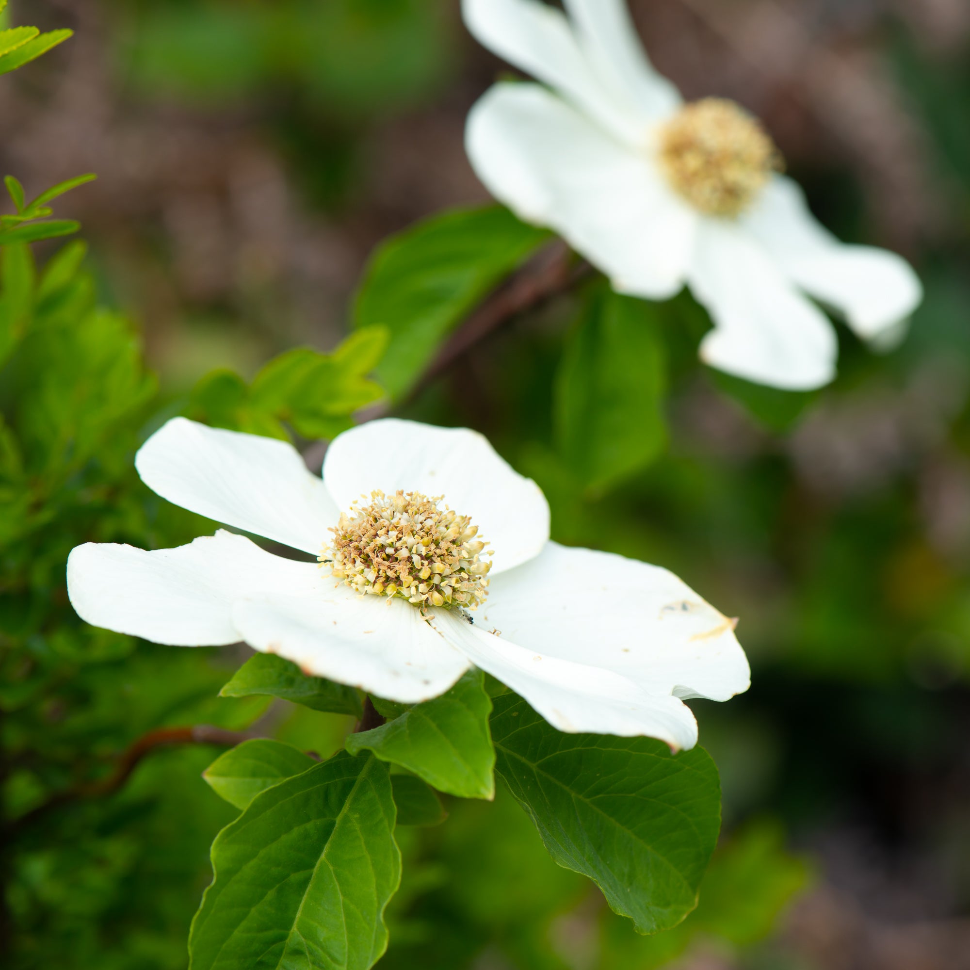 Pacific Dogwood (Cornus nuttallii)
