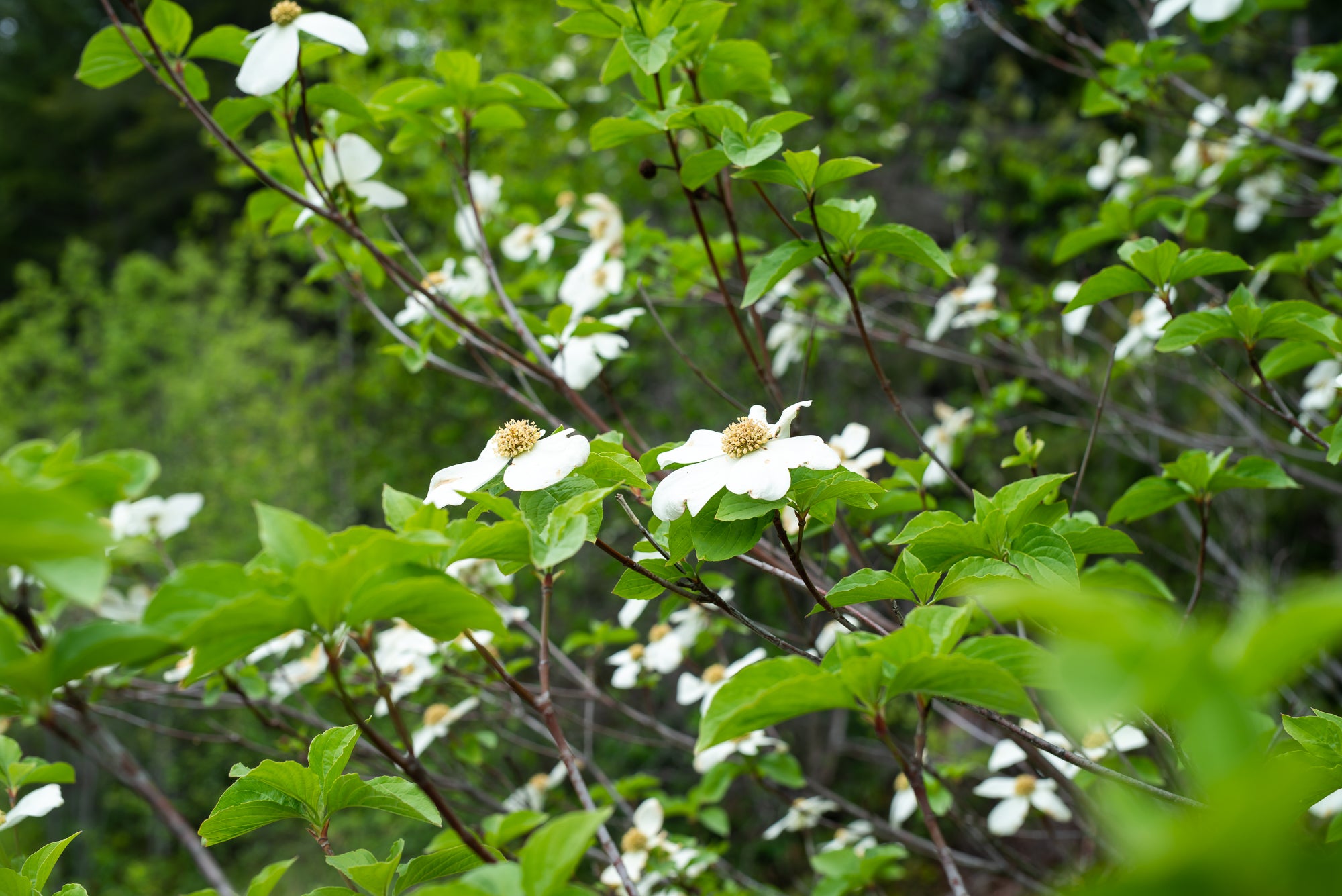 Pacific Dogwood (Cornus nuttallii)