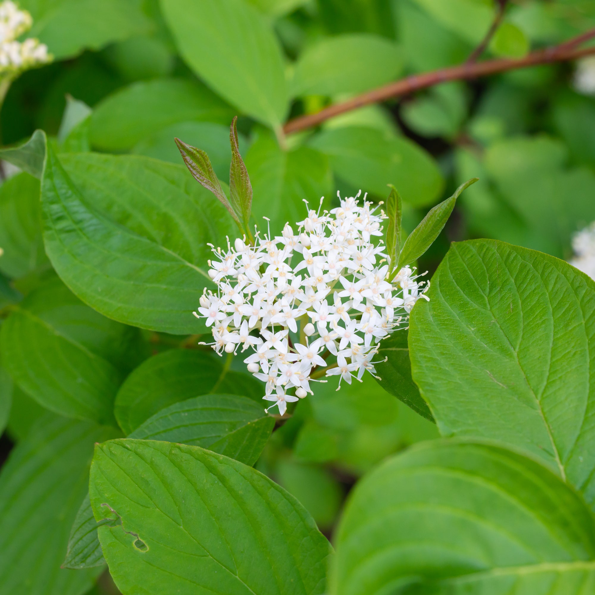 Red Osier Dogwood (Cornus sericea)
