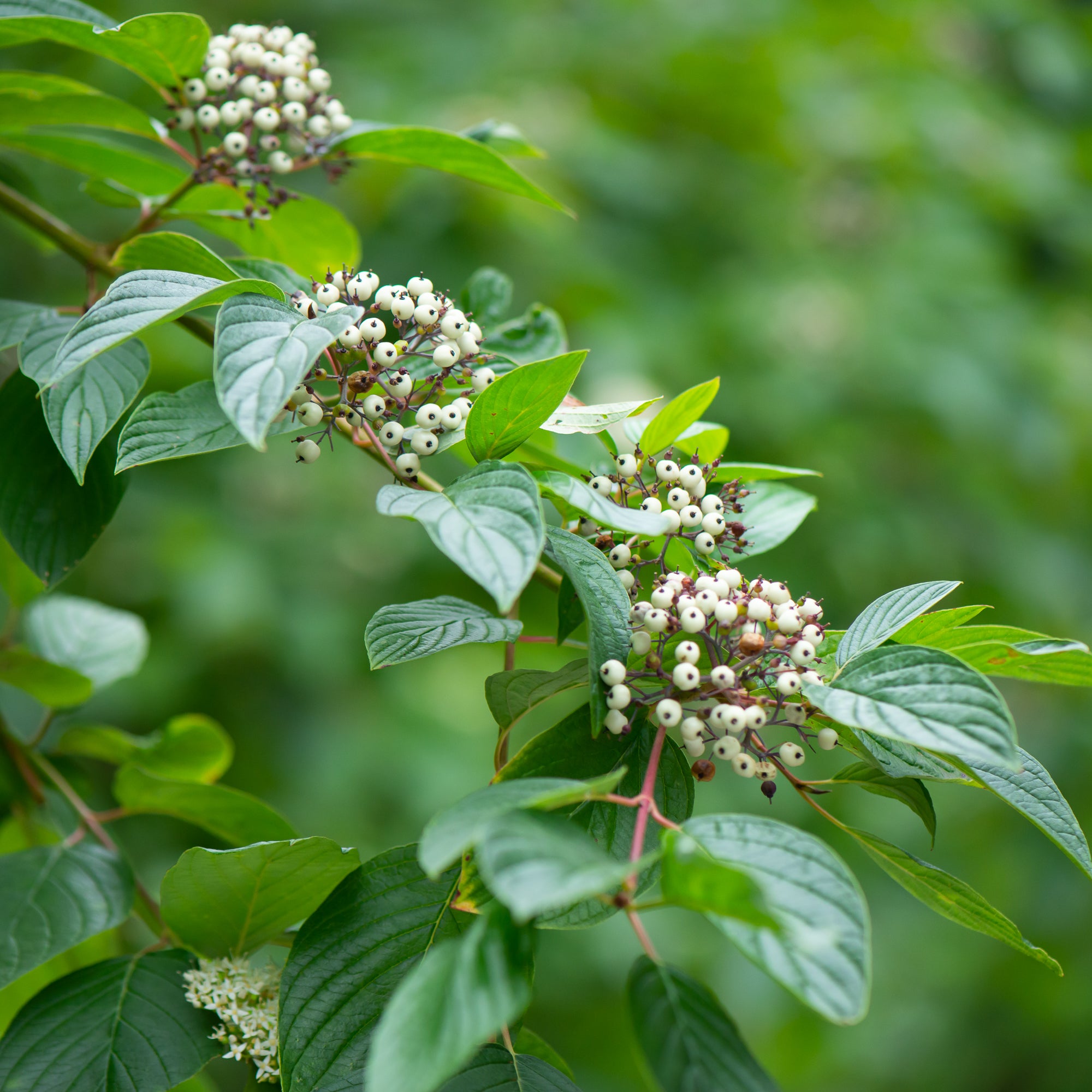 Red Osier Dogwood (Cornus sericea)