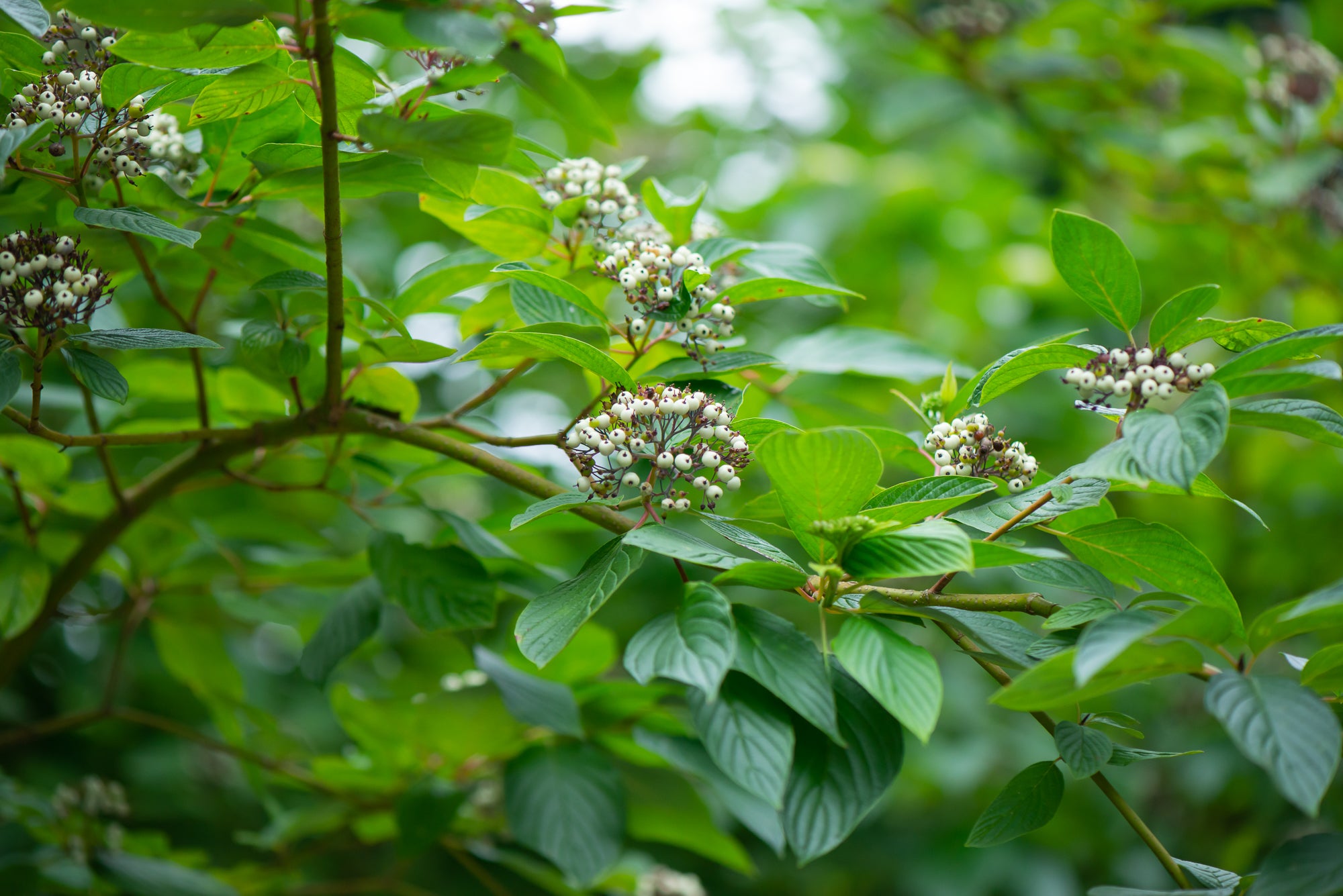 Red Osier Dogwood (Cornus sericea)