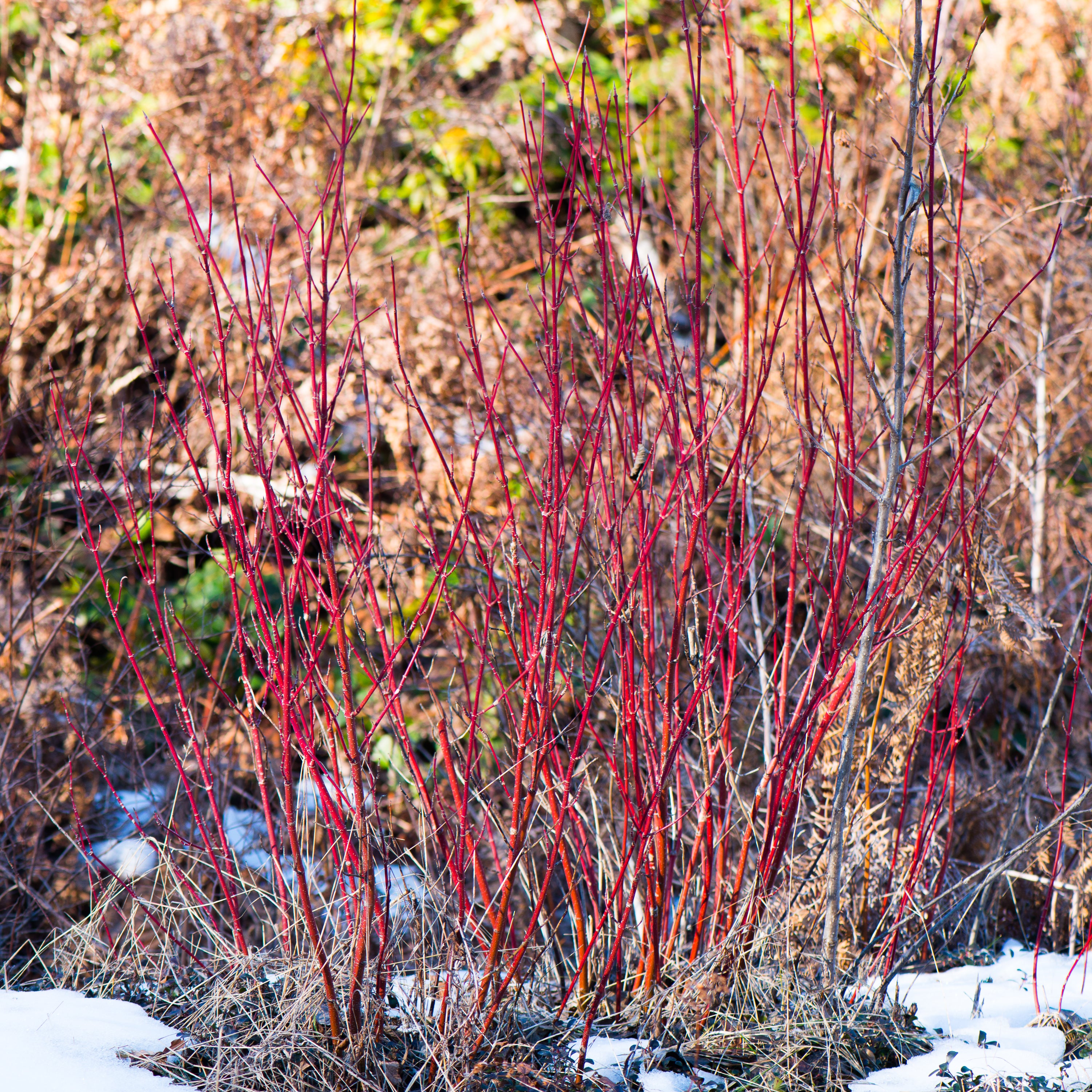 Red Osier Dogwood (Cornus sericea)