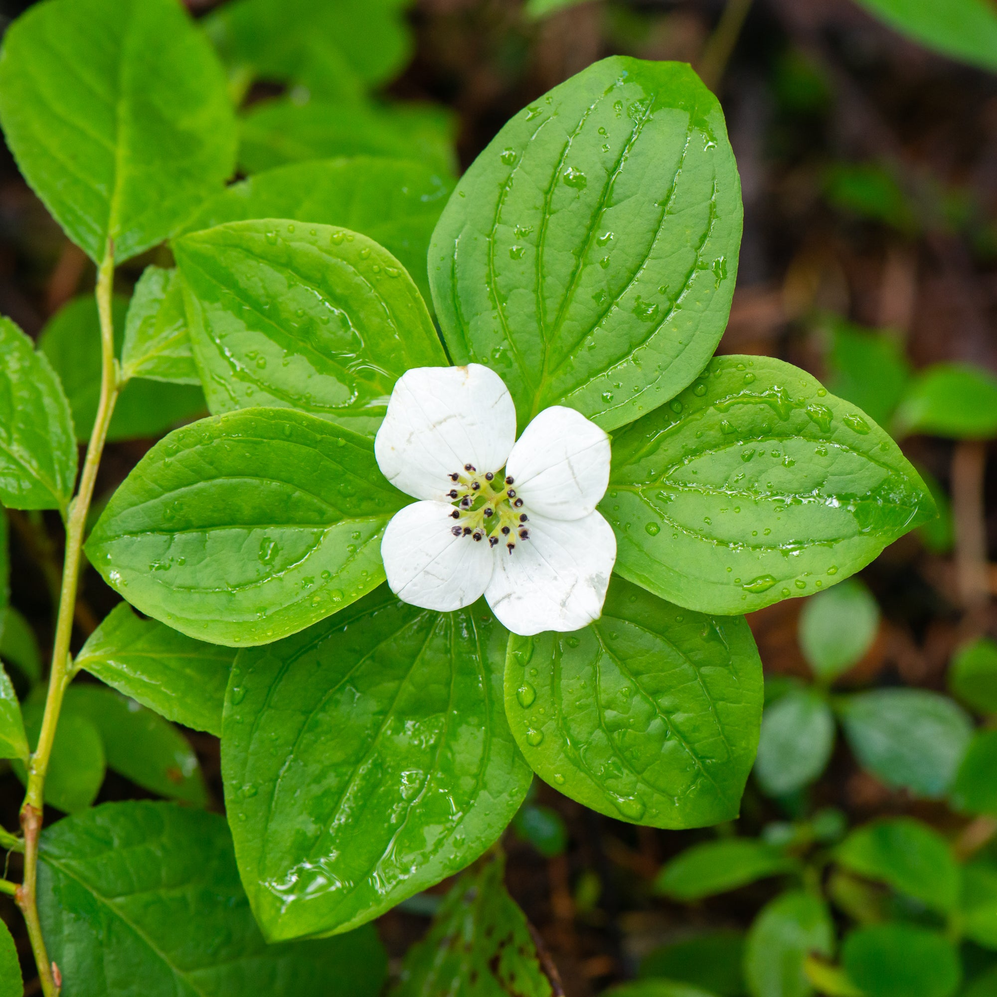 Western Bunchberry (Cornus unalaschkensis)