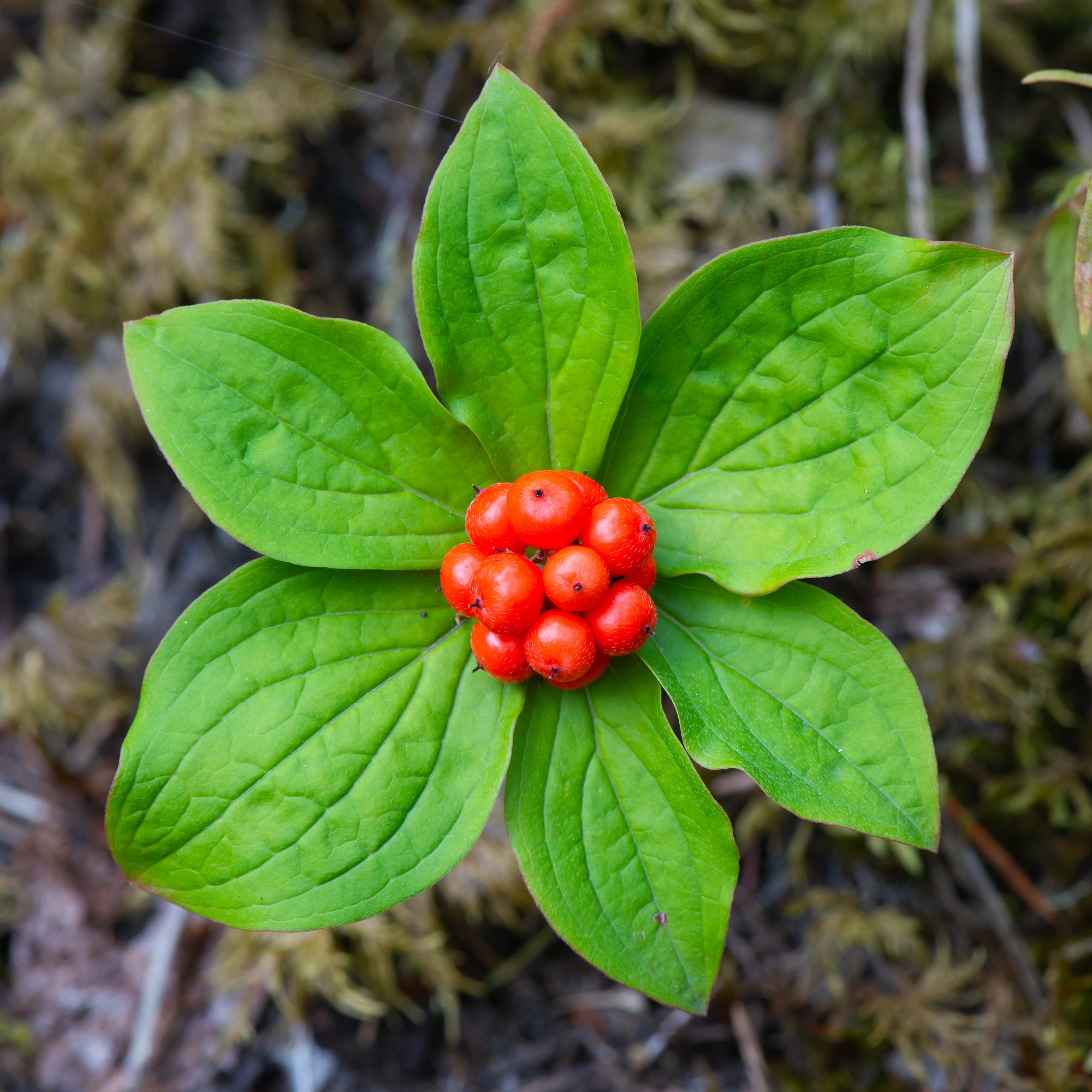 Western Bunchberry (Cornus unalaschkensis)