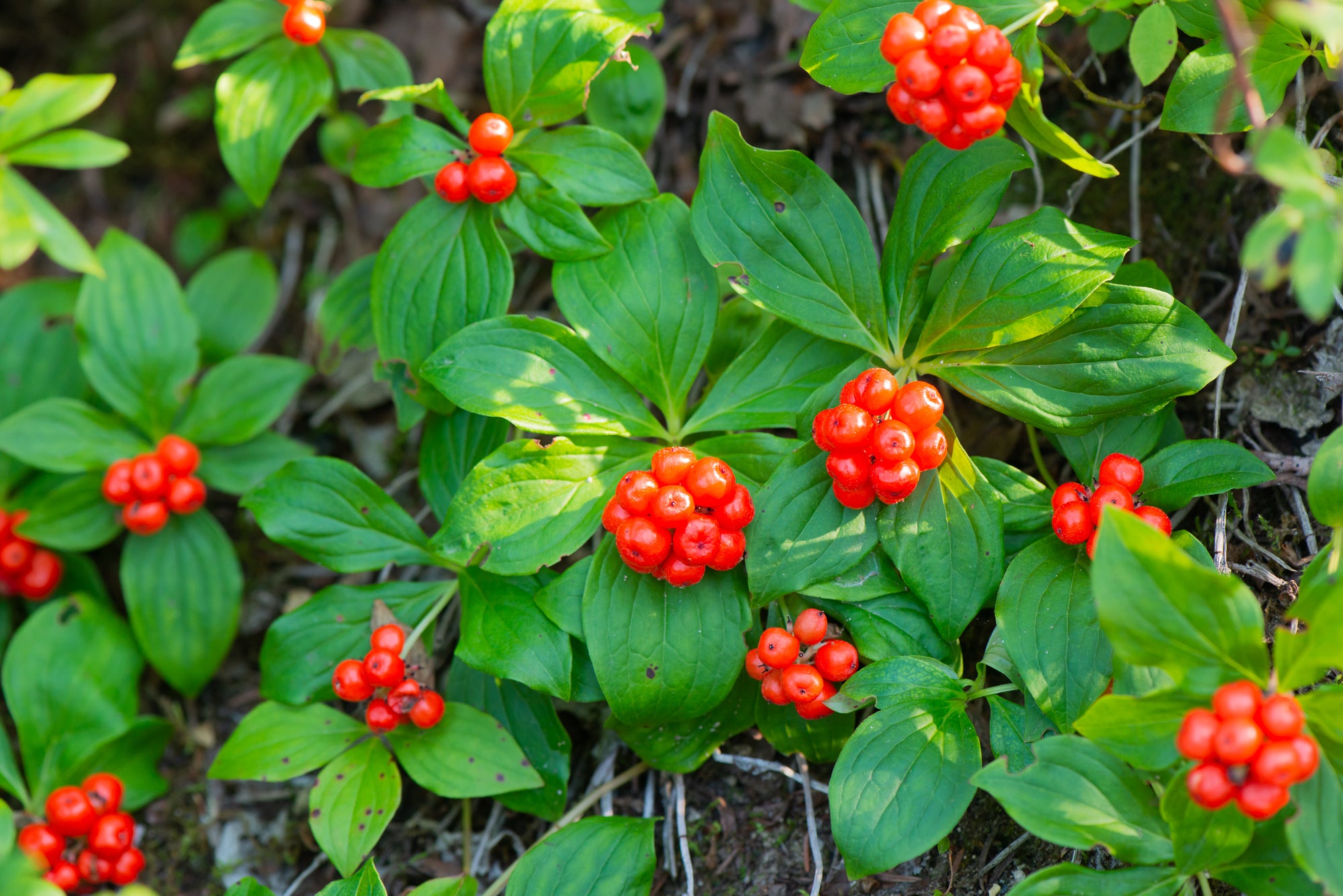 Western Bunchberry (Cornus unalaschkensis)