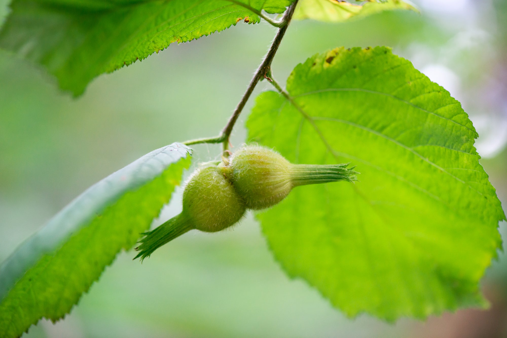 Beaked Hazelnut (Corylus cornuta subsp. californica)