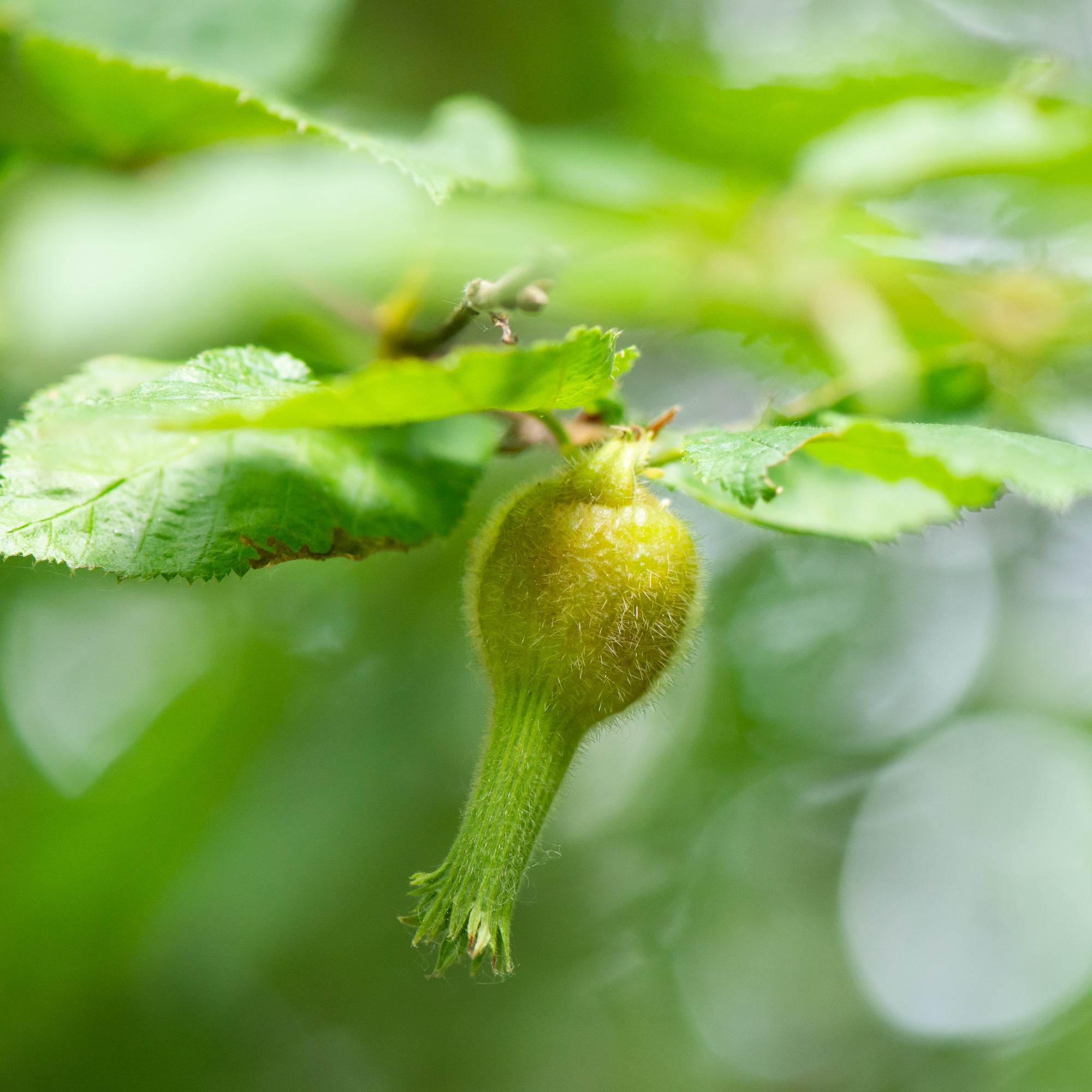 Beaked Hazelnut (Corylus cornuta subsp. californica)
