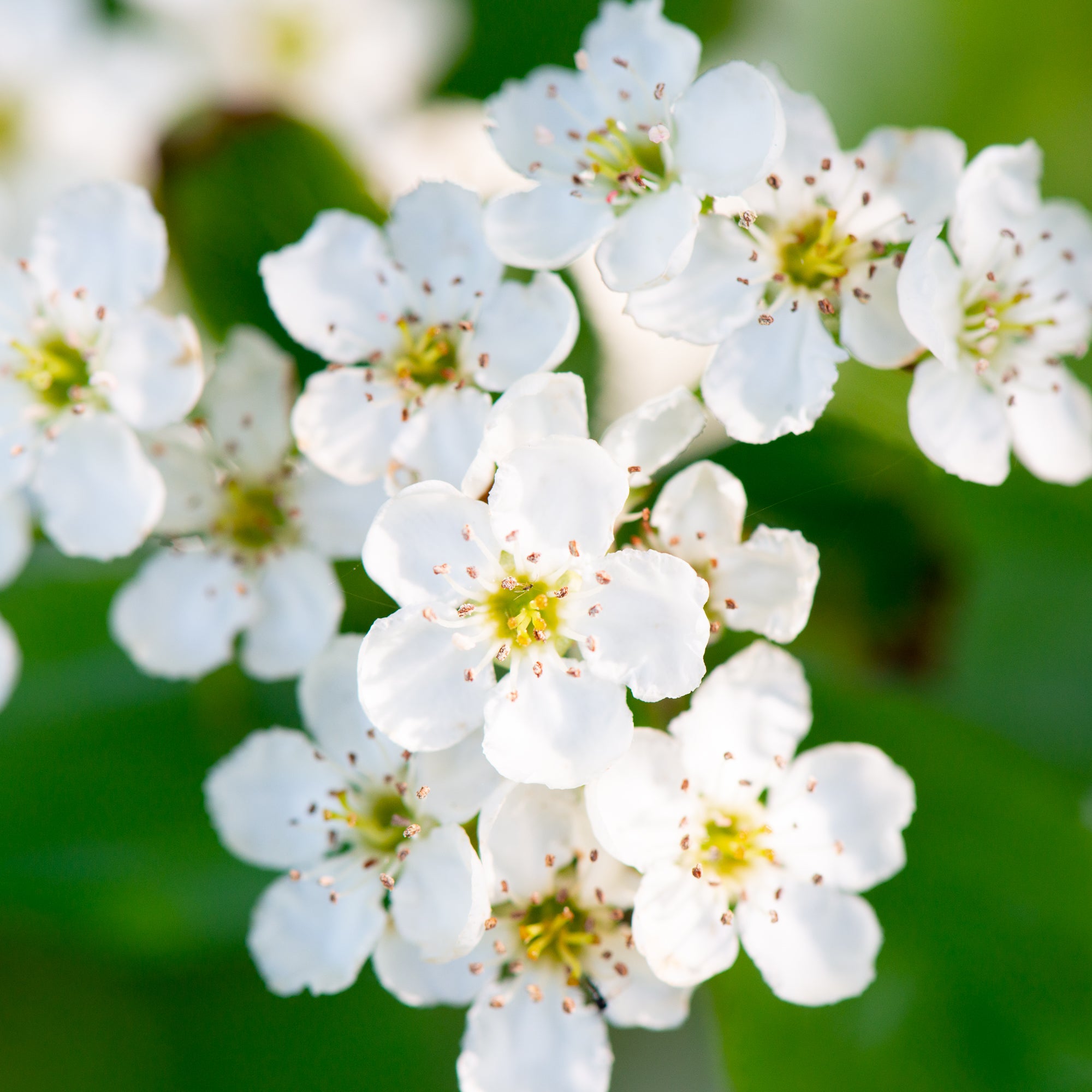 Black Hawthorn (Crataegus douglasii)