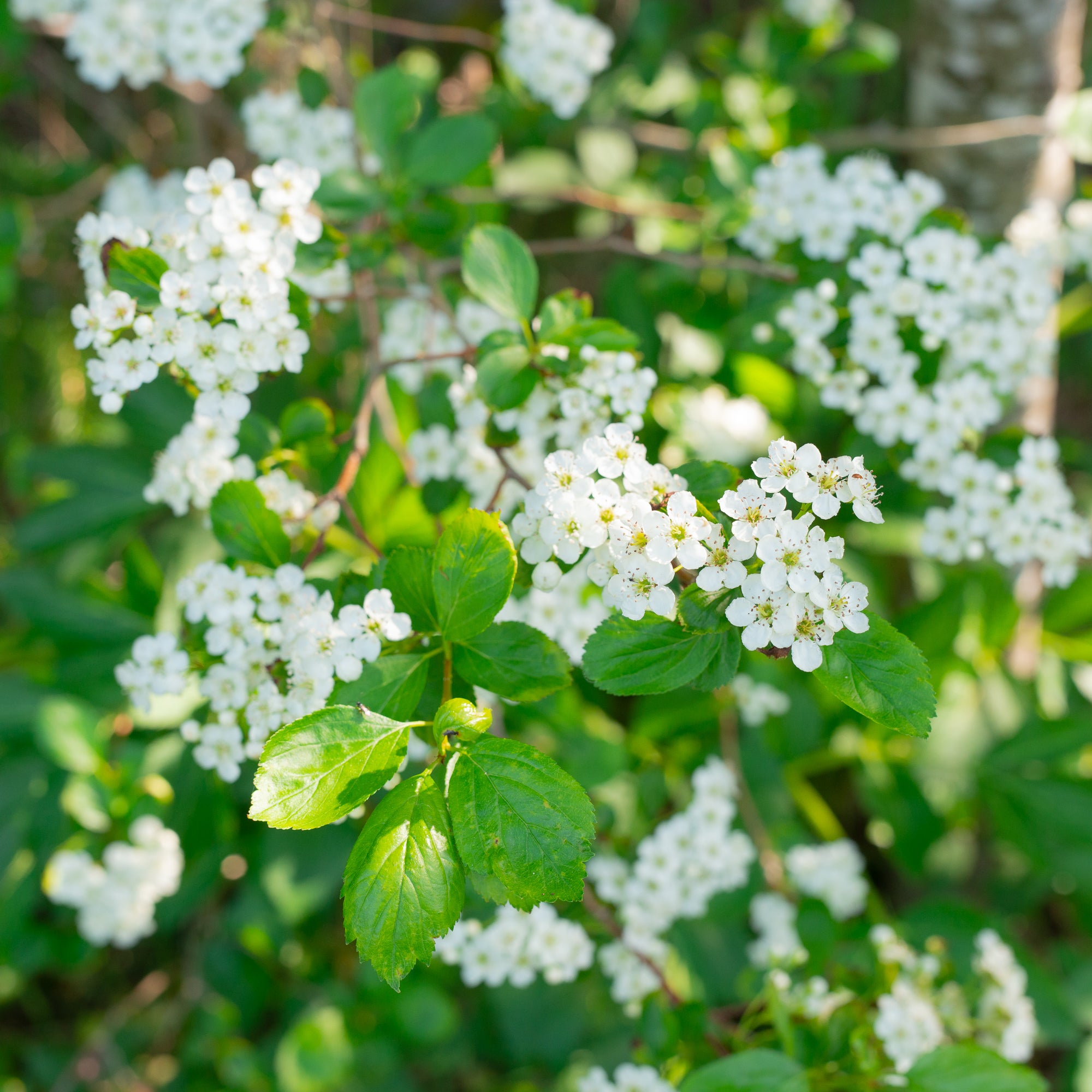 Black Hawthorn (Crataegus douglasii)