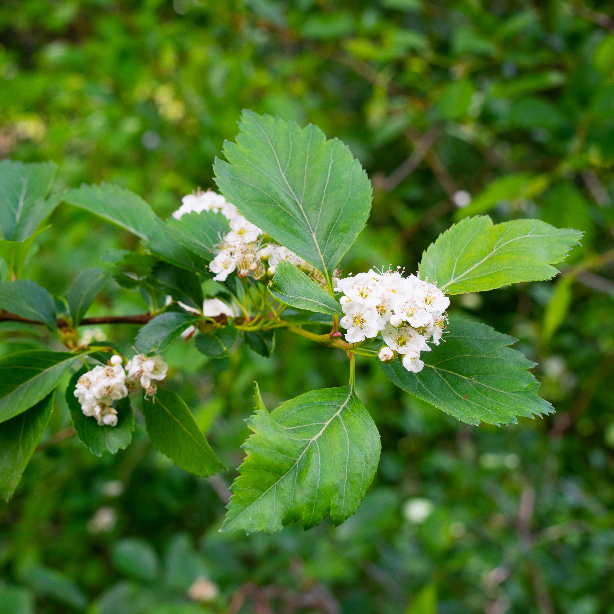 Black Hawthorn (Crataegus douglasii)