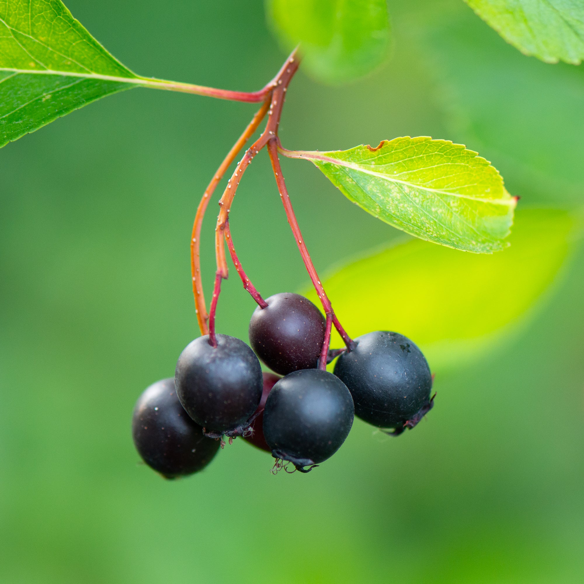 Black Hawthorn (Crataegus douglasii)