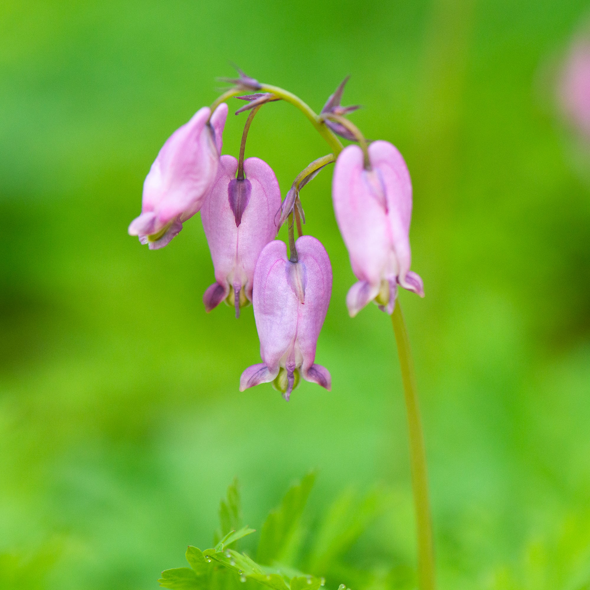 Pacific Bleeding Heart (Dicentra formosa)