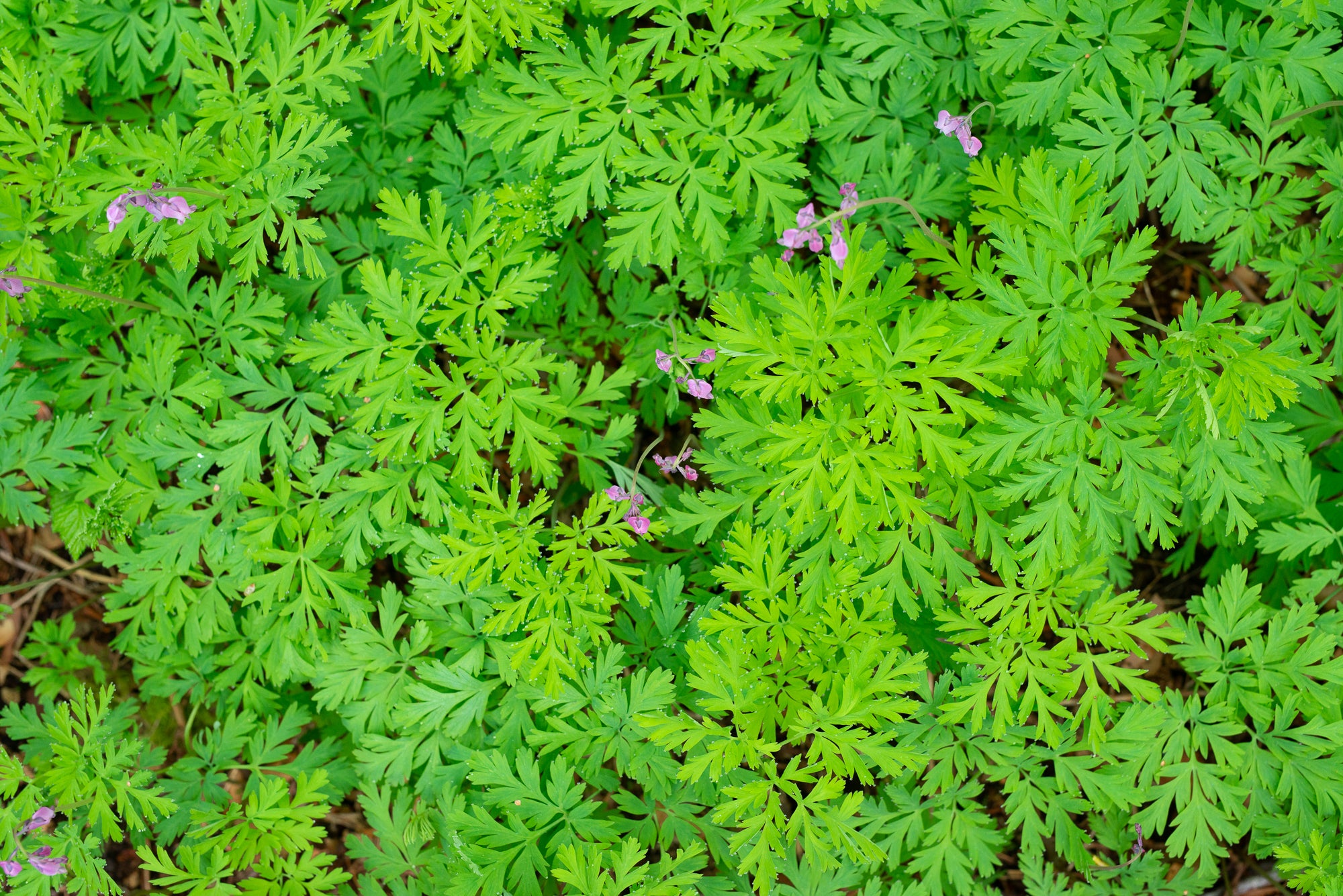 Pacific Bleeding Heart (Dicentra formosa)