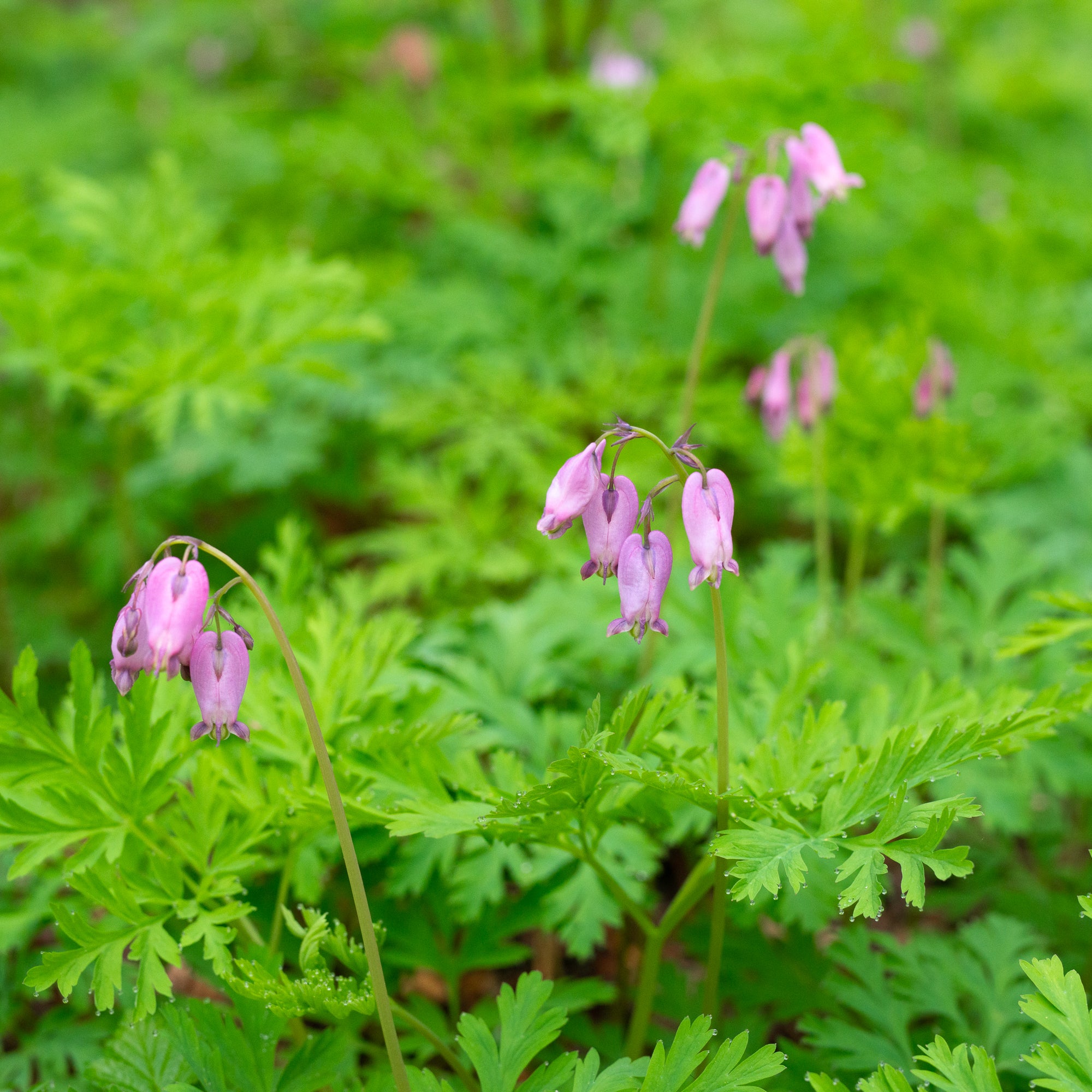 Pacific Bleeding Heart (Dicentra formosa)