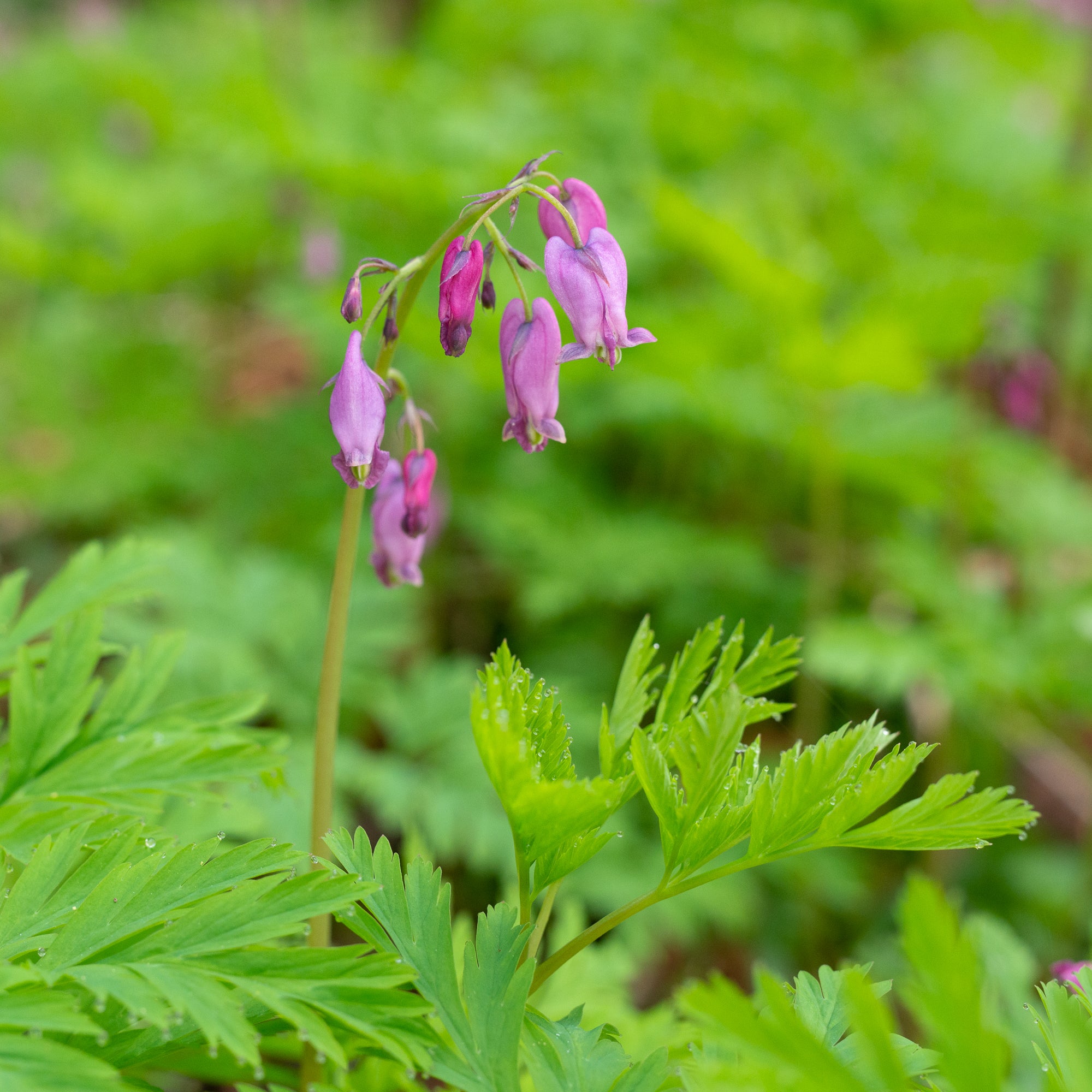 Pacific Bleeding Heart (Dicentra formosa)