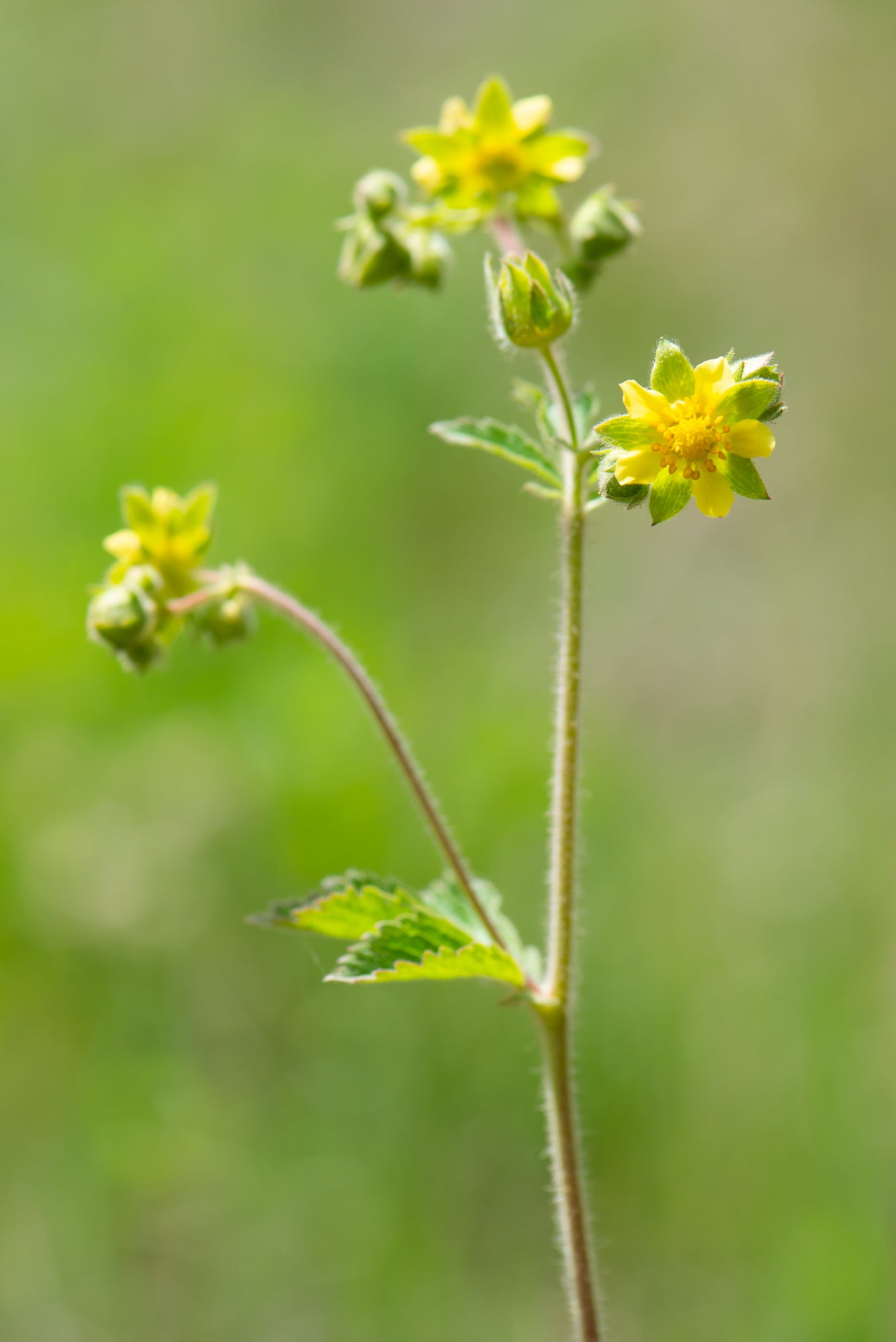 Sticky Cinquefoil (Drymocallis glandulosa)