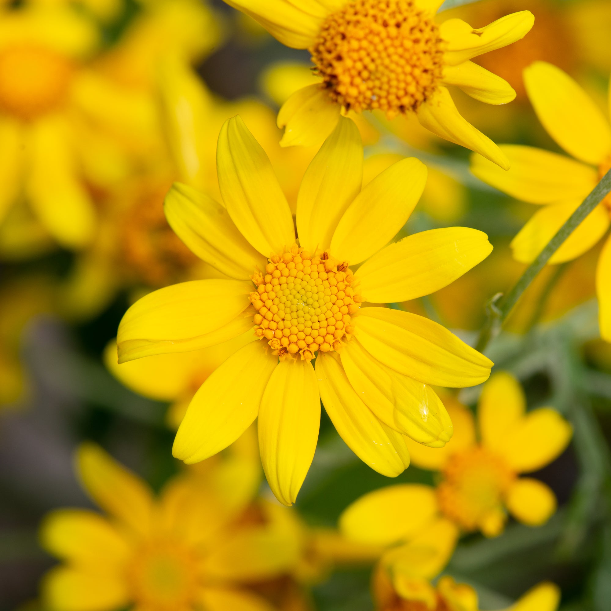 Woolly Sunflower (Eriophyllum lanatum)