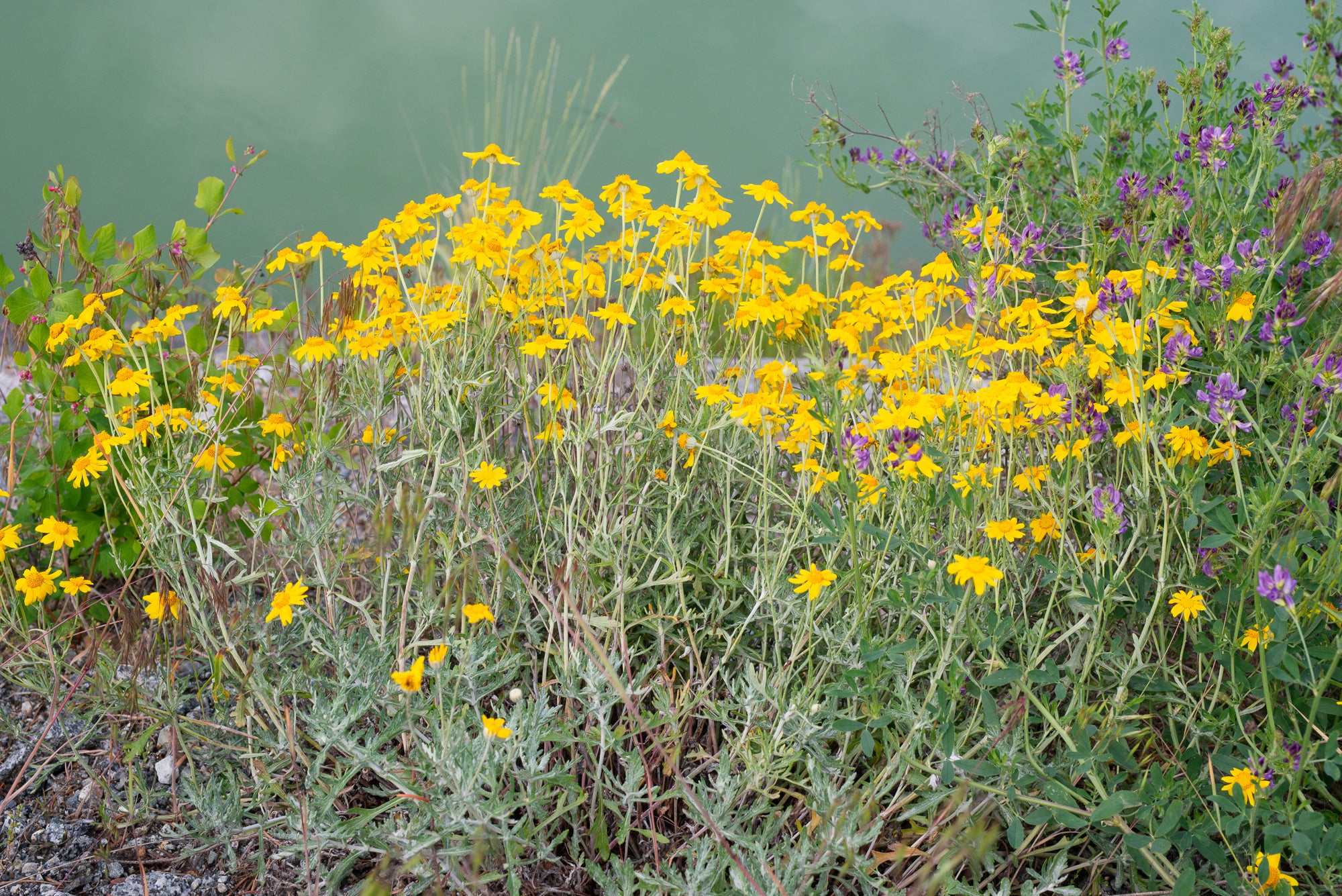Woolly Sunflower (Eriophyllum lanatum)