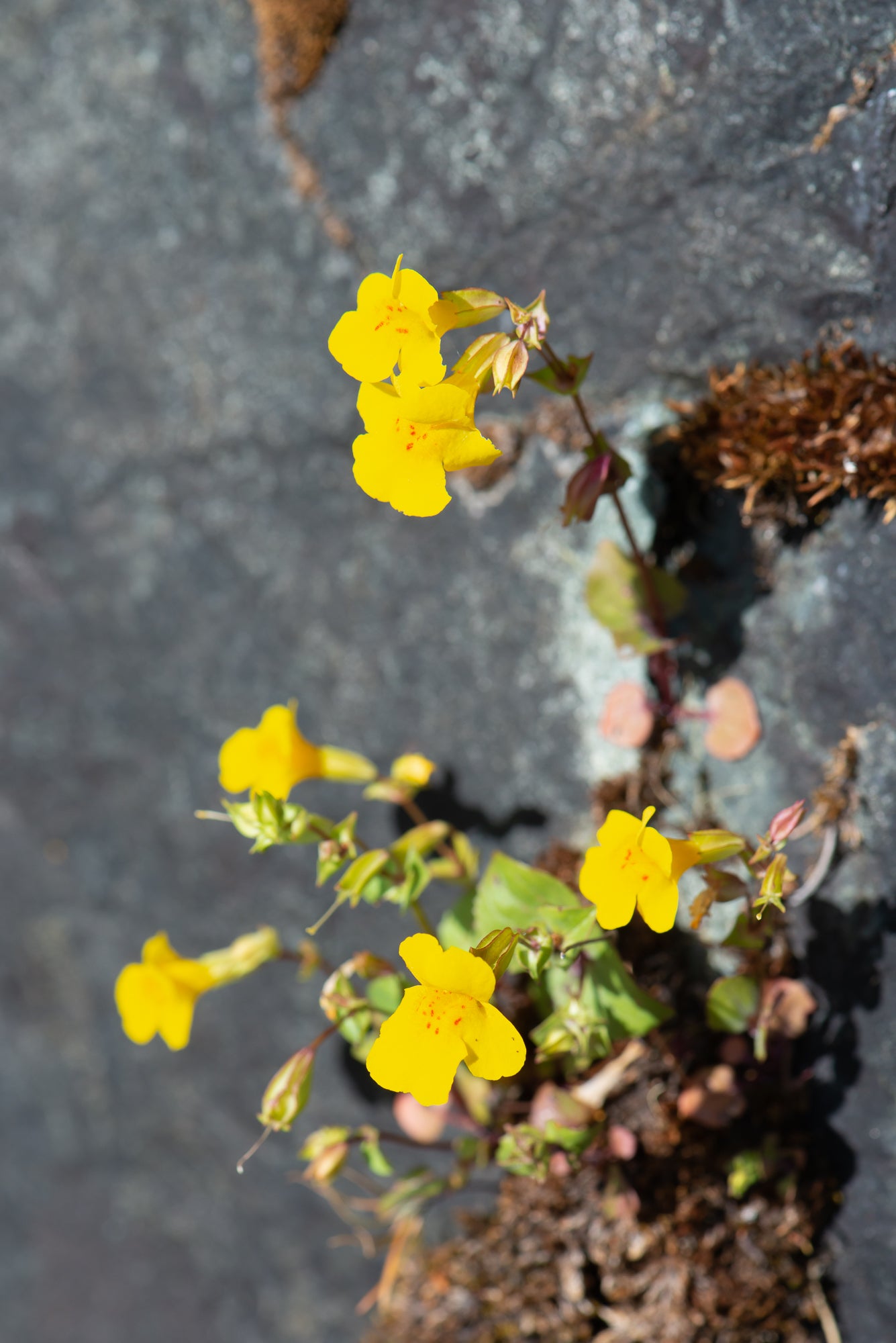 Yellow Monkeyflower (Erythranthe guttata)