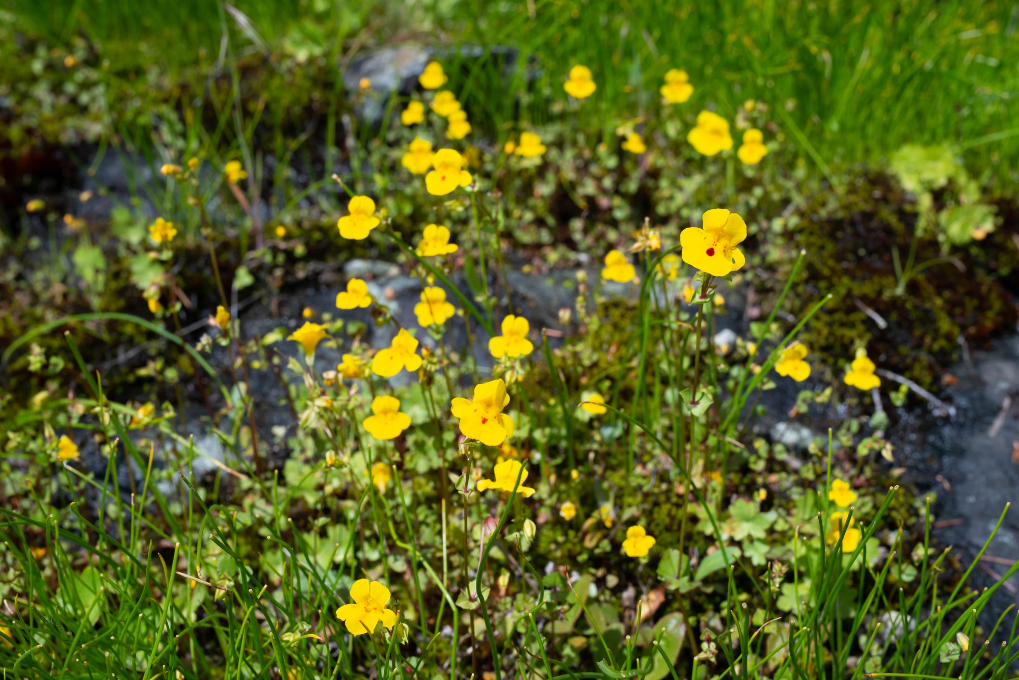 Yellow Monkeyflower (Erythranthe guttata)