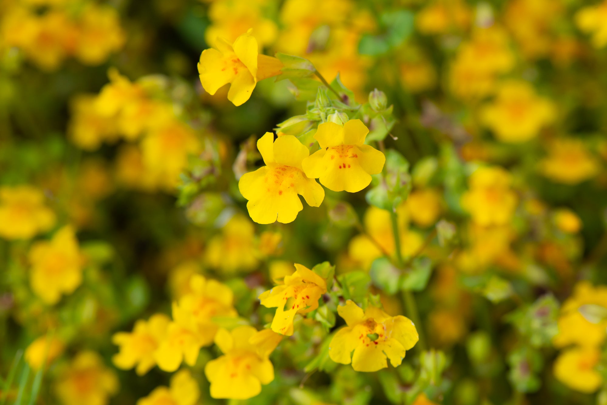 Yellow Monkeyflower (Erythranthe guttata)