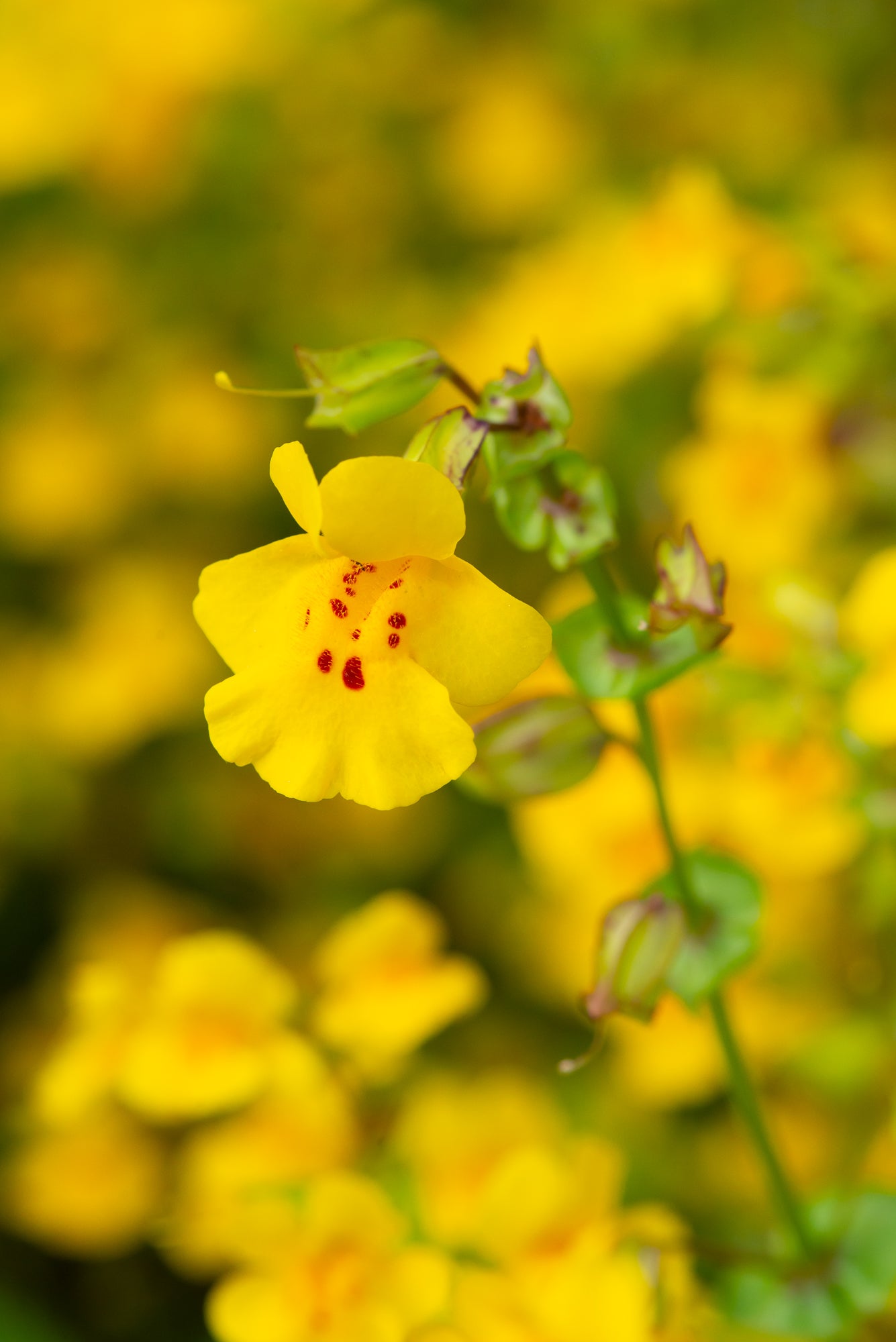 Yellow Monkeyflower (Erythranthe guttata)