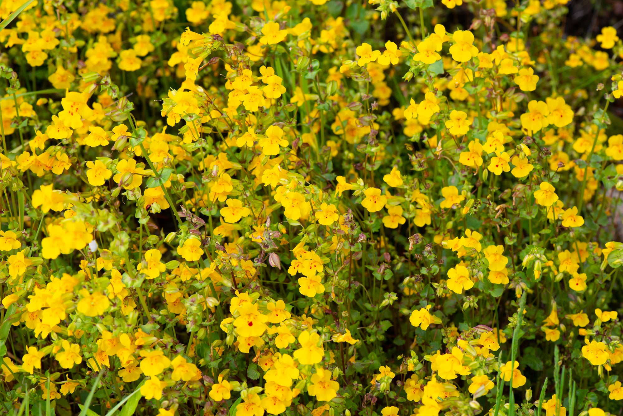 Yellow Monkeyflower (Erythranthe guttata)