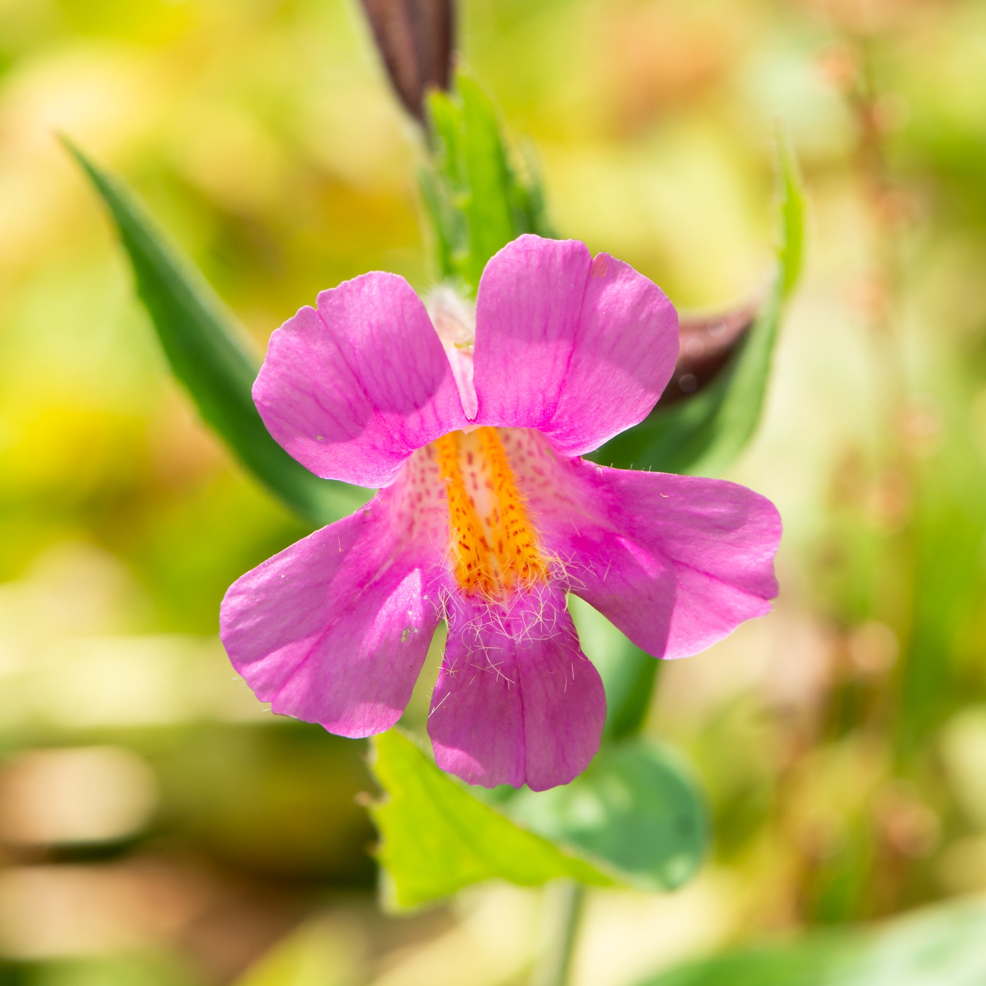 Pink Monkeyflower (Erythranthe lewisii)