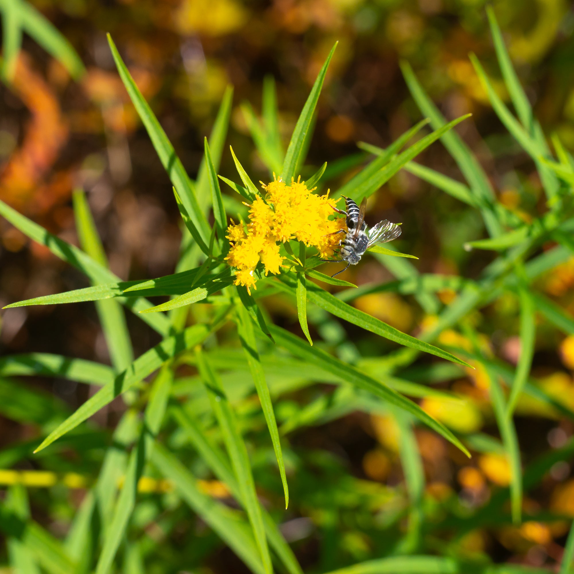Grass-Leaved Goldenrod (Euthamia Graminifolia)