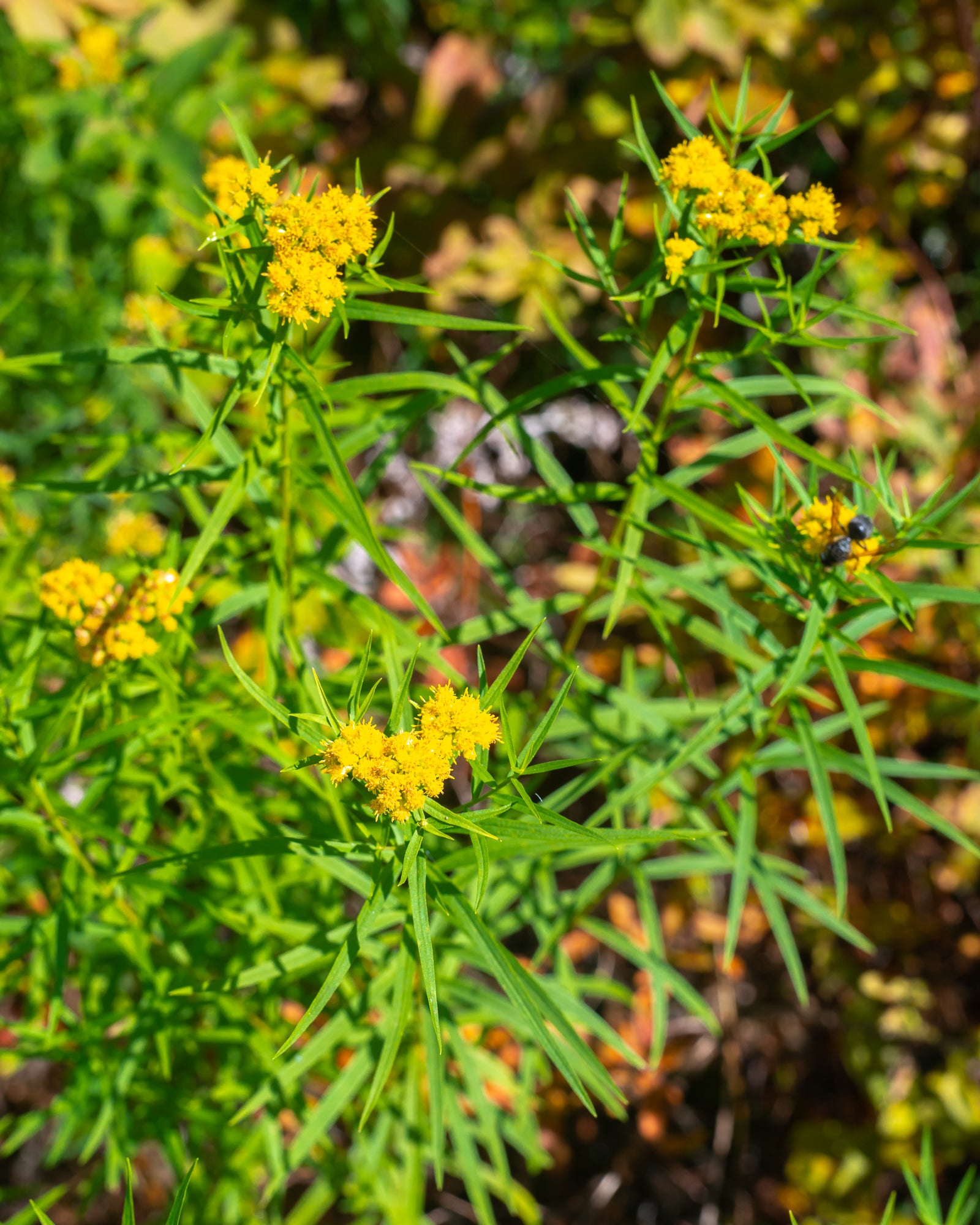 Grass-Leaved Goldenrod (Euthamia Graminifolia)