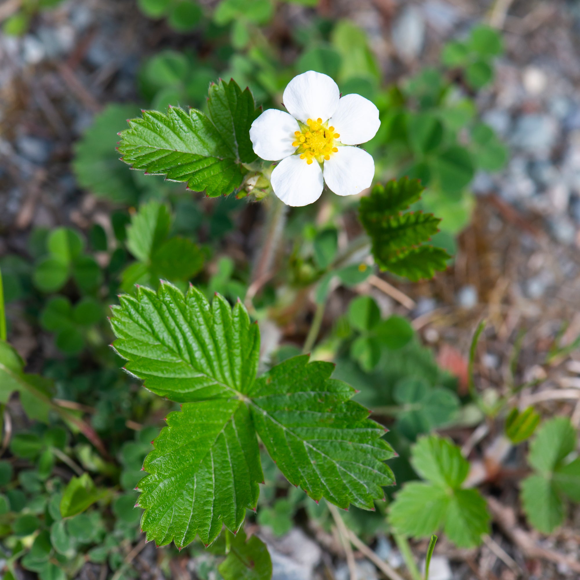 Woodland Strawberry (Fragaria vesca)