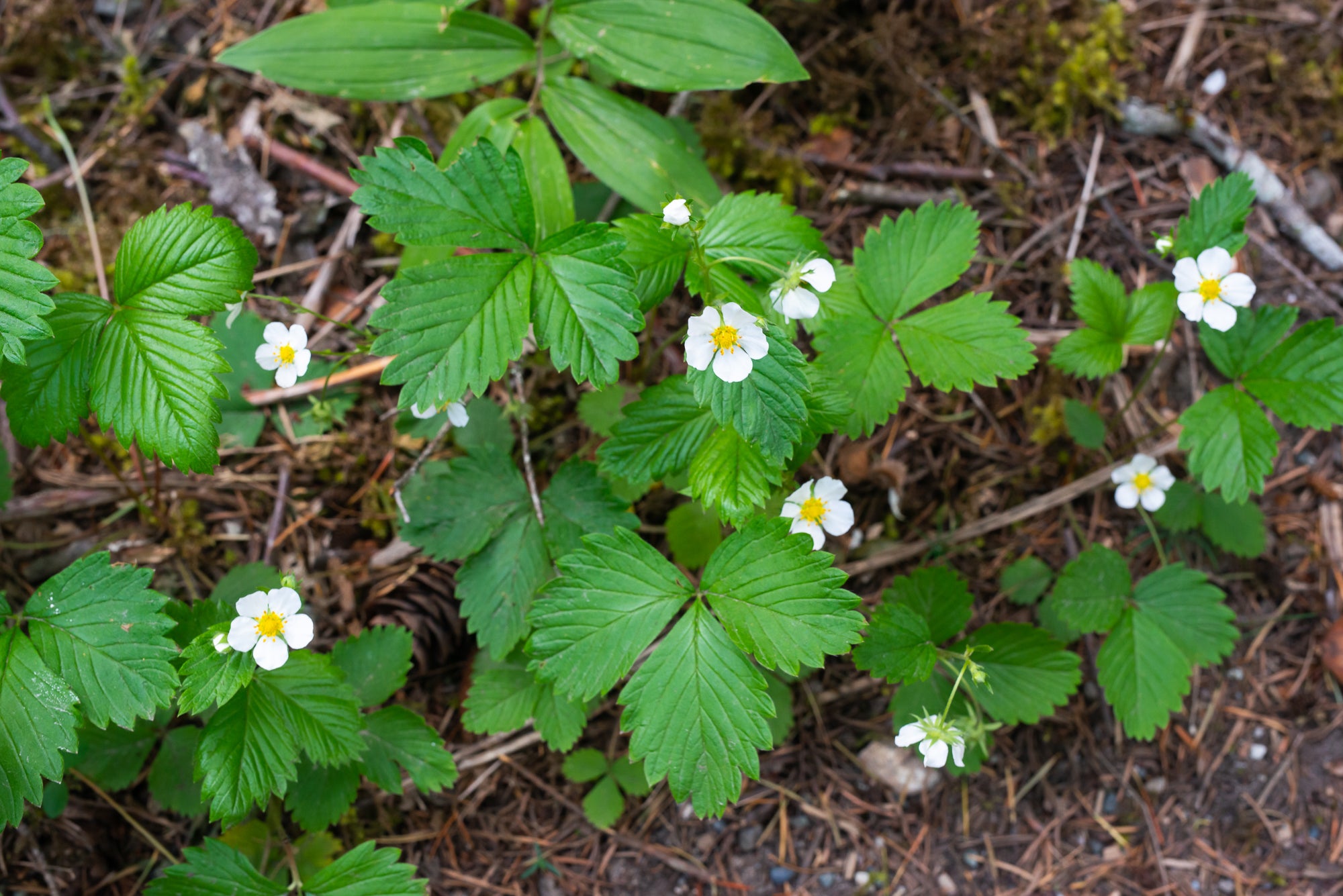 Woodland Strawberry (Fragaria vesca)