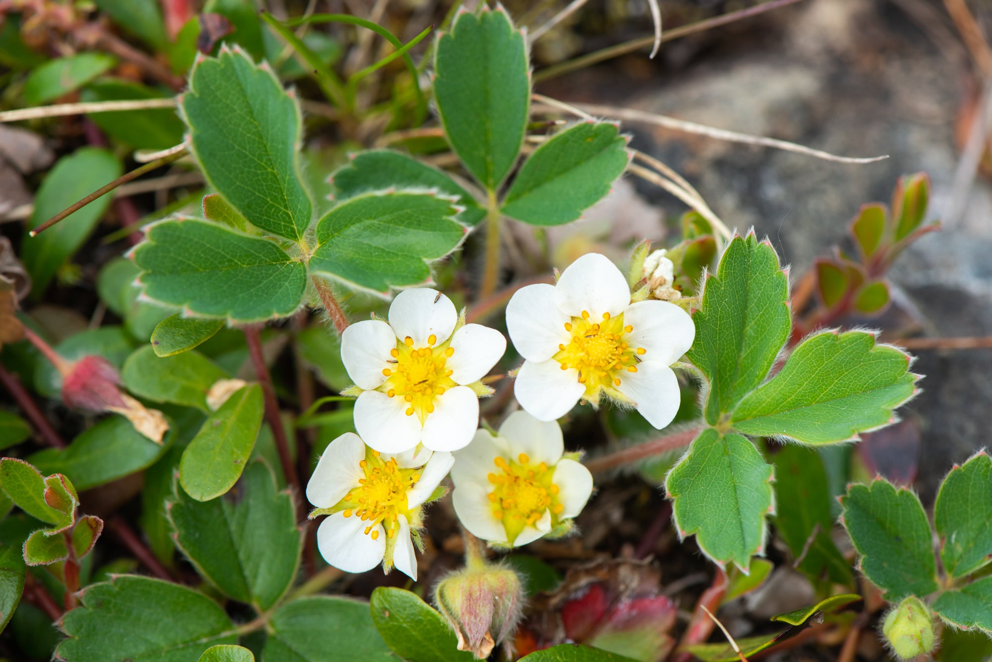 Wild Strawberry (Fragaria virginiana)