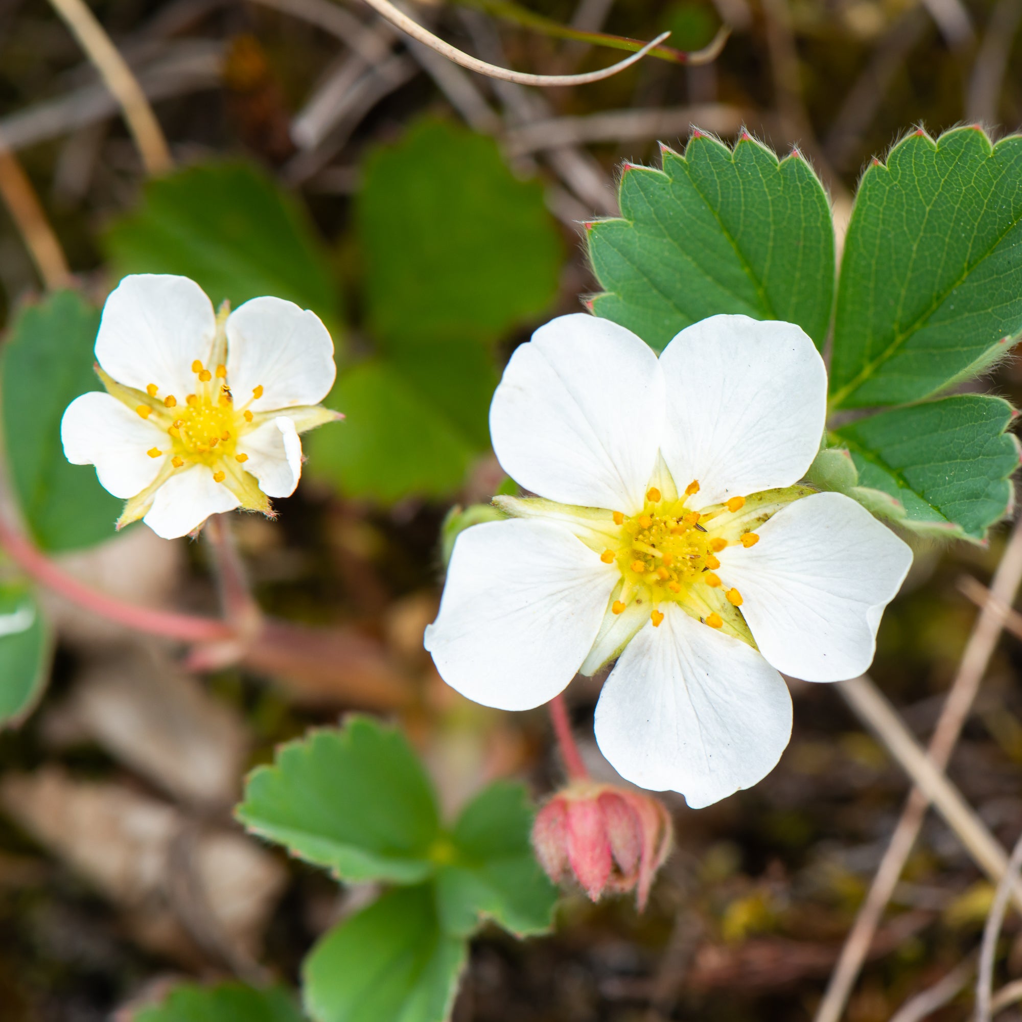 Wild Strawberry (Fragaria virginiana)