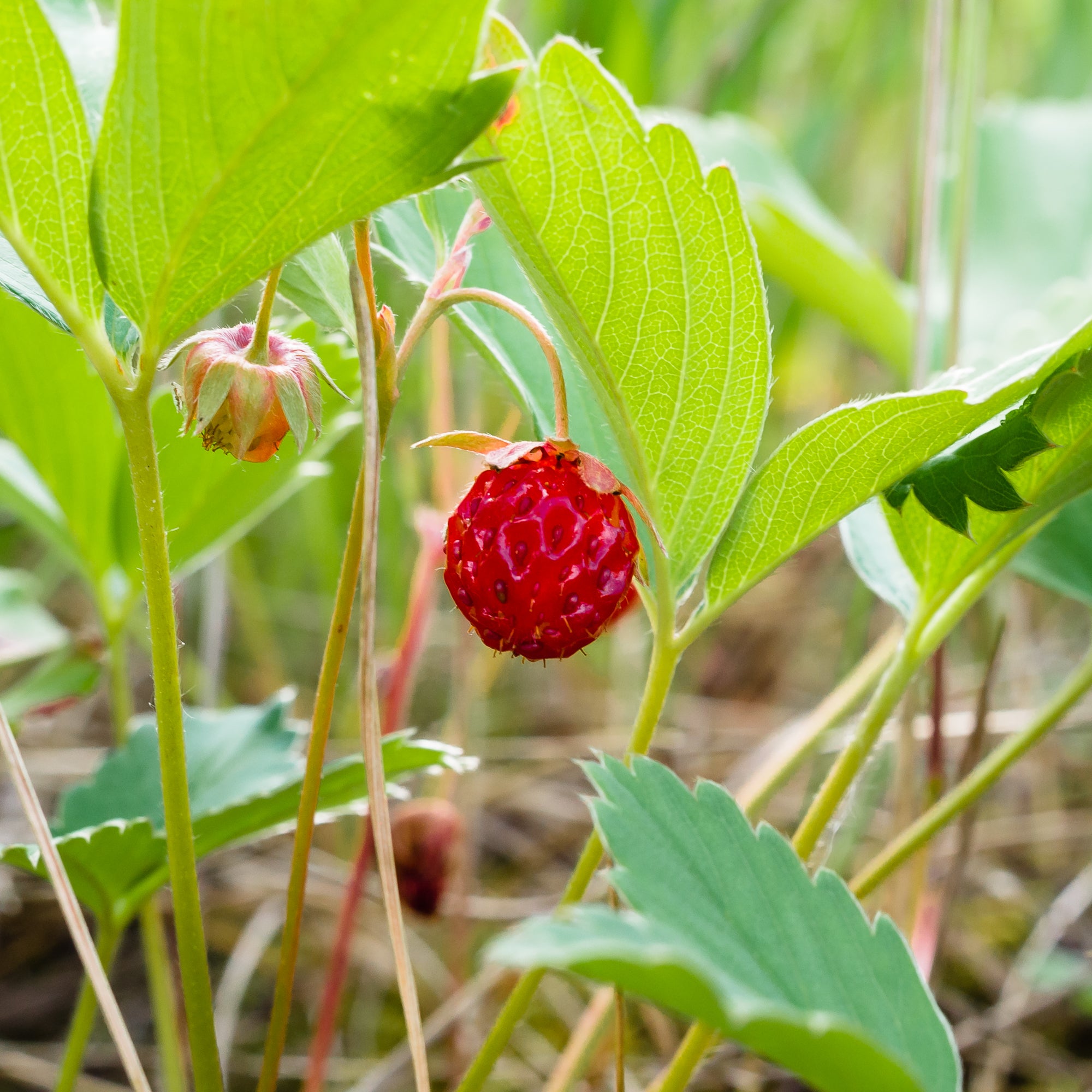 Wild Strawberry (Fragaria virginiana)