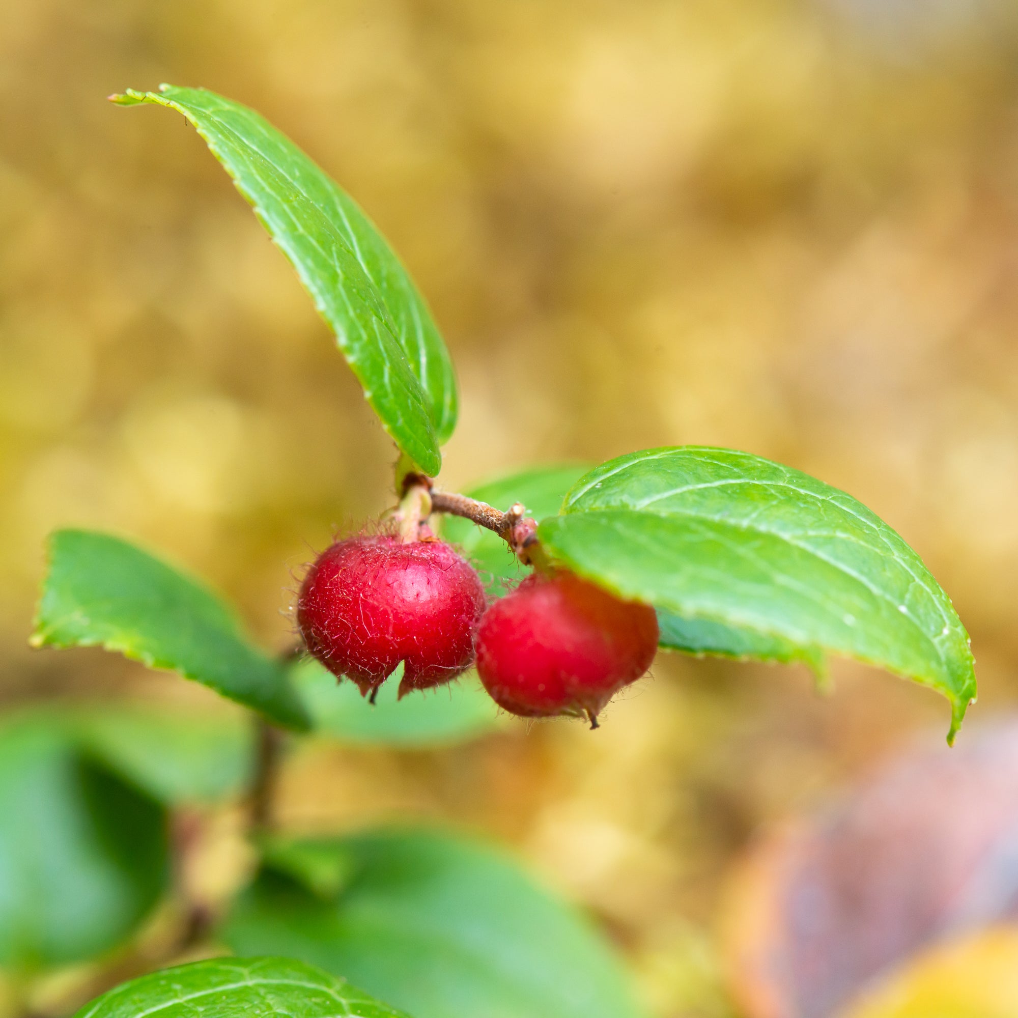 Slender Wintergreen (Gaultheria ovatifolia)