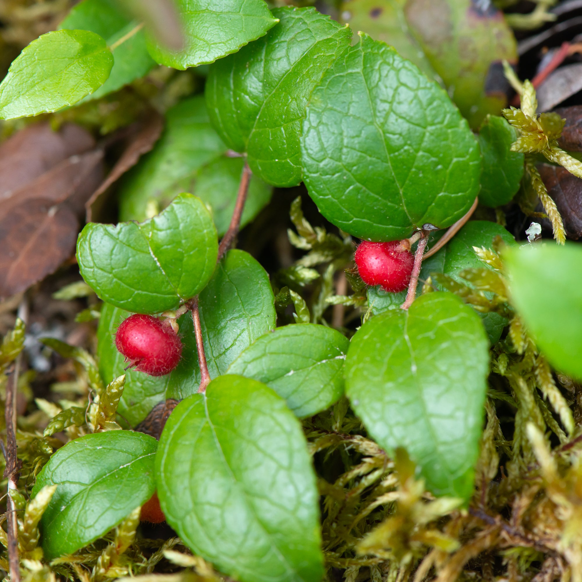 Slender Wintergreen (Gaultheria ovatifolia)