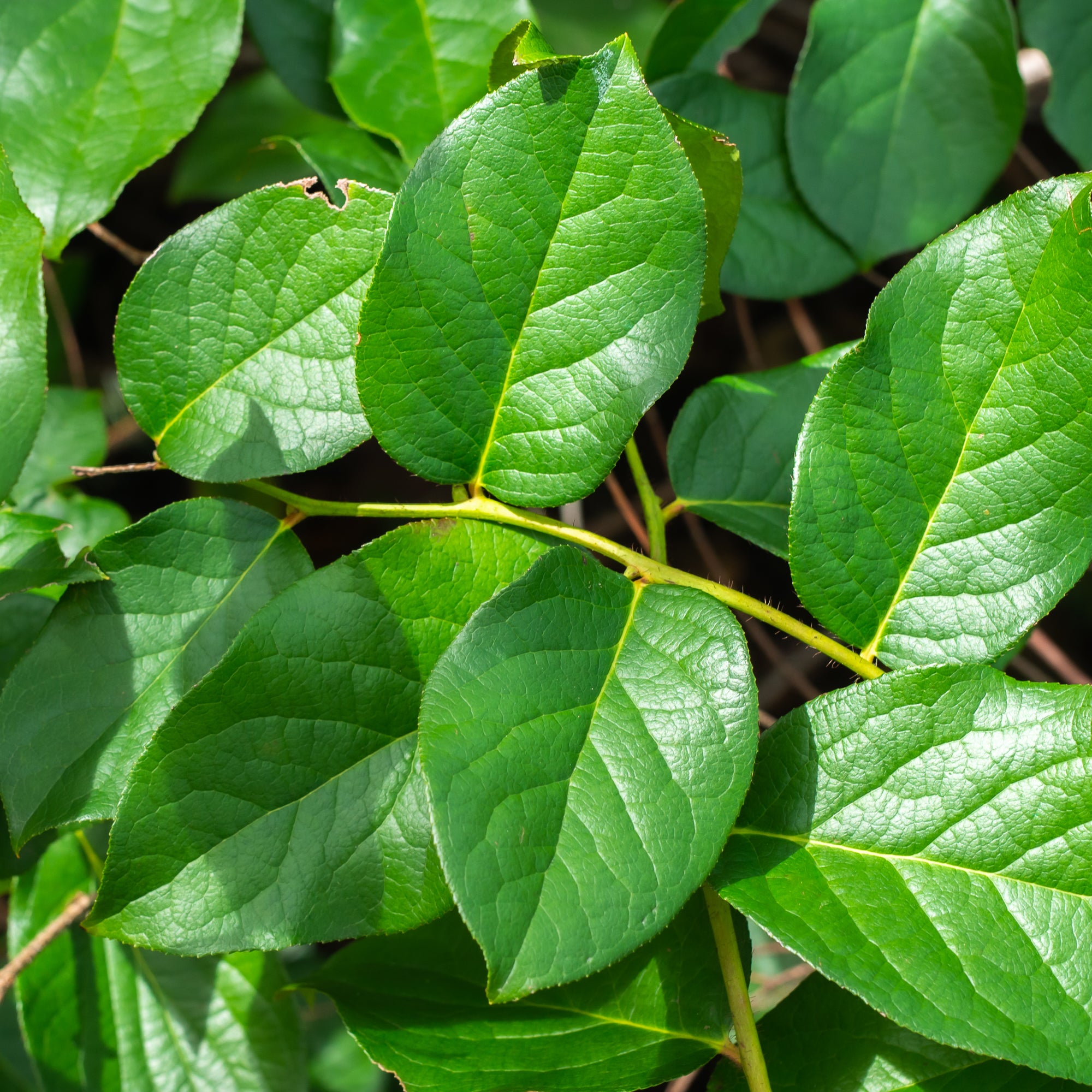 Salal (Gaultheria shallon)
