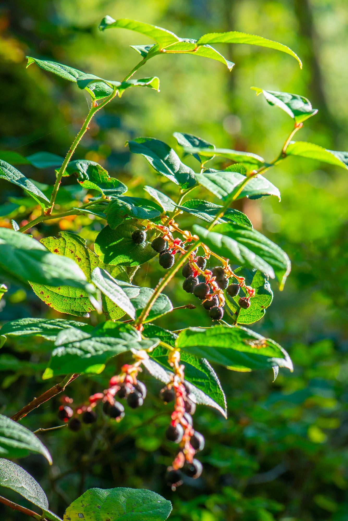 Salal (Gaultheria shallon)