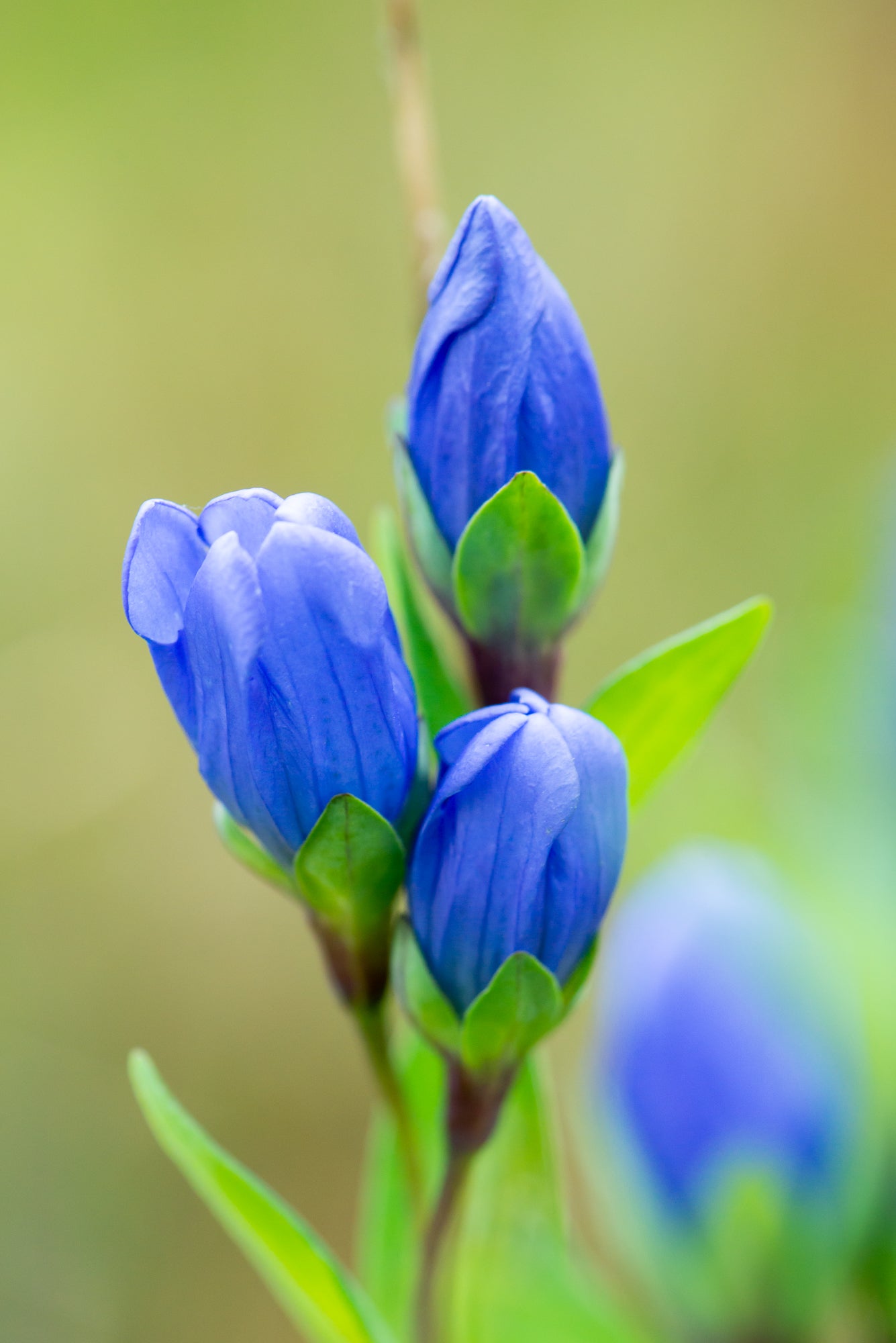 King’s Scepter Gentian (Gentiana sceptrum)