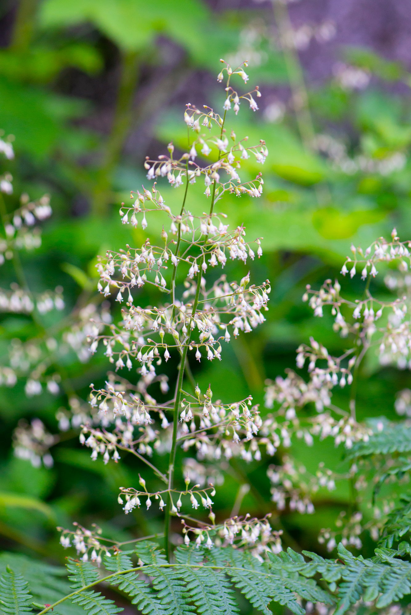 Small-flowered Alumroot (Heuchera micrantha)
