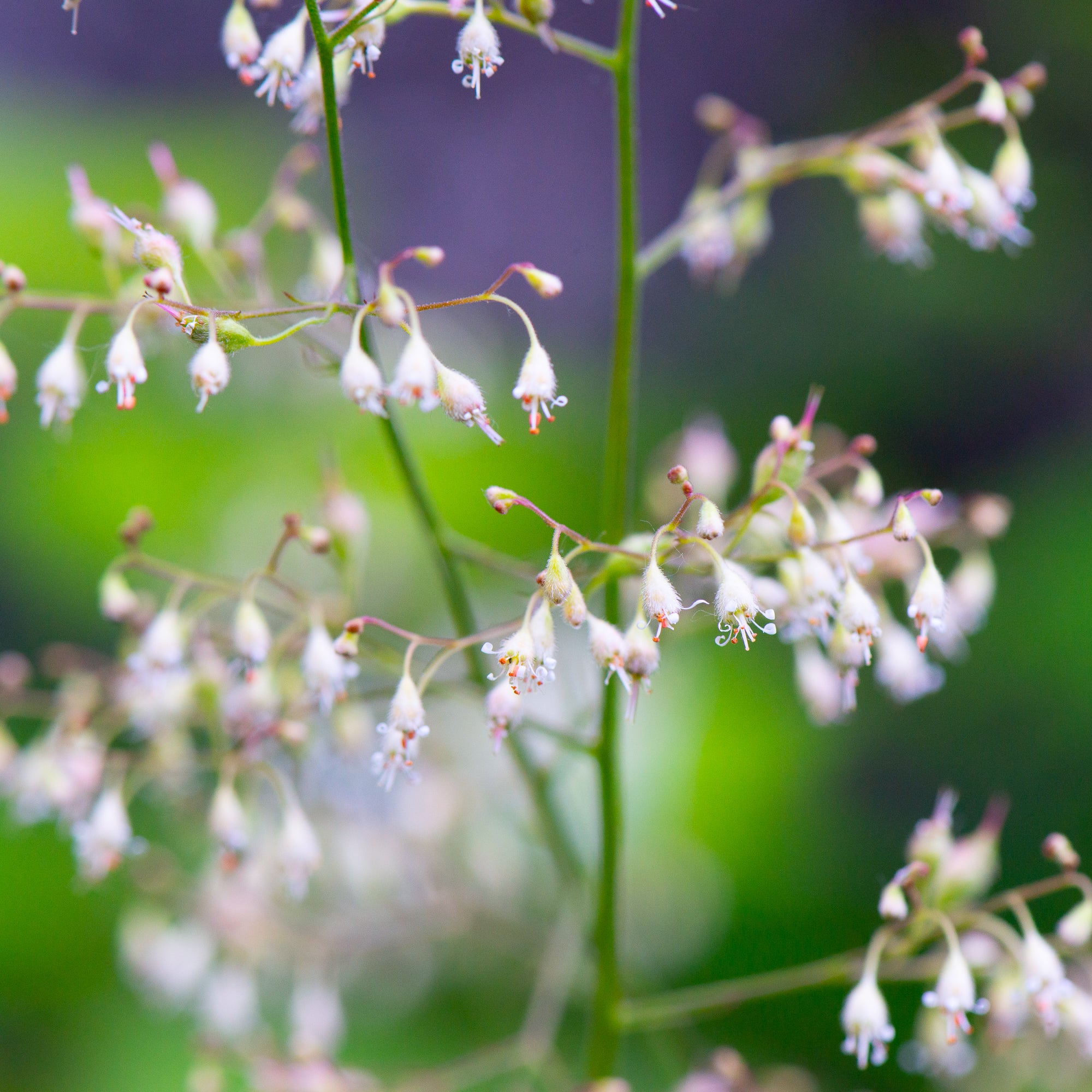 Small-flowered Alumroot (Heuchera micrantha)