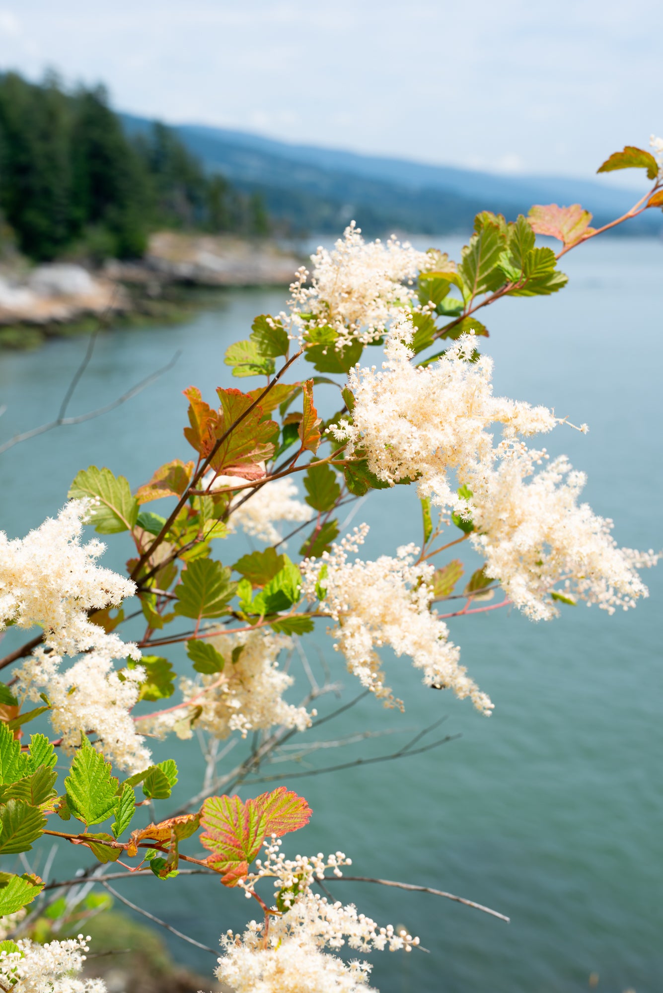 Oceanspray (Holodiscus discolor)