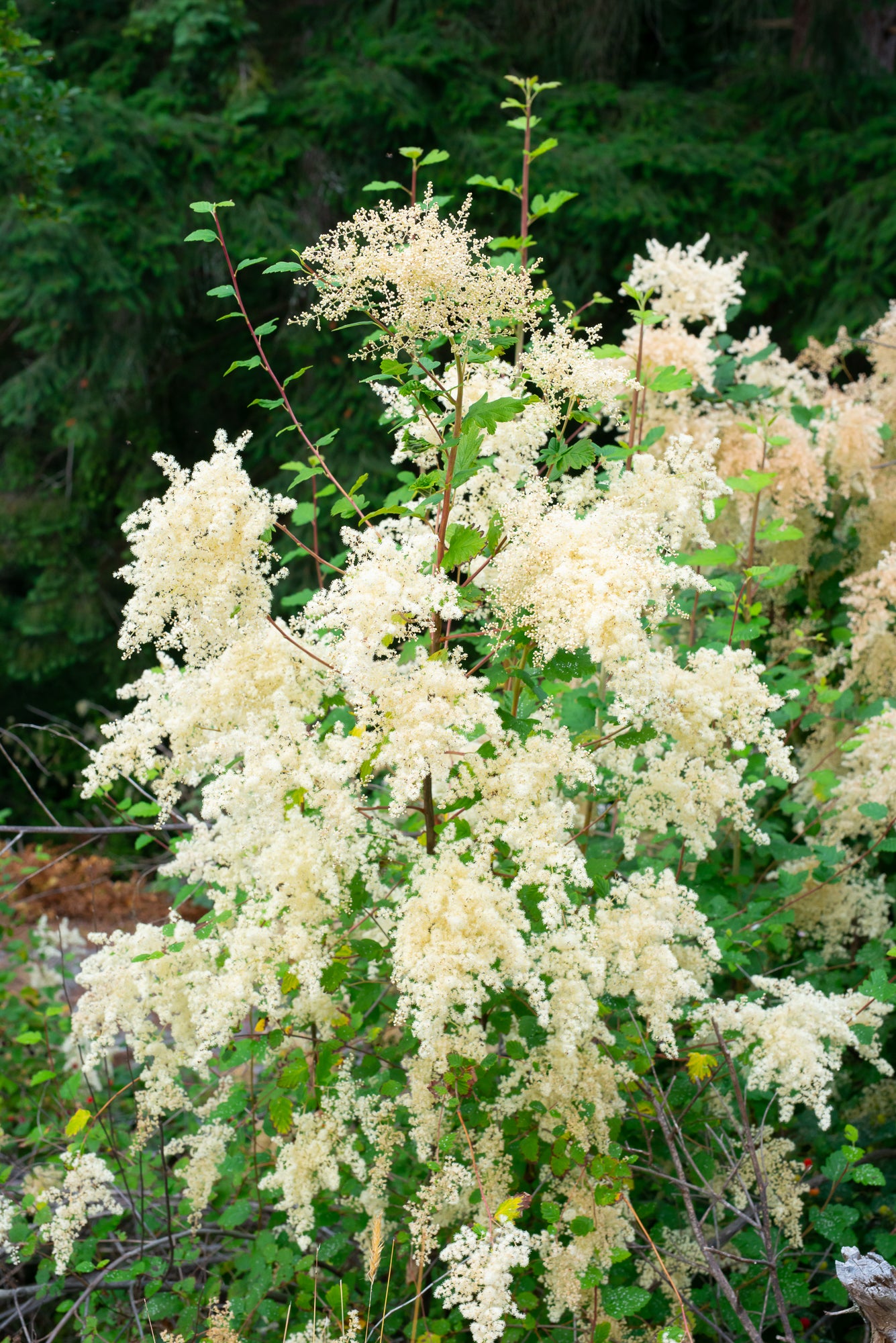 Oceanspray (Holodiscus discolor)