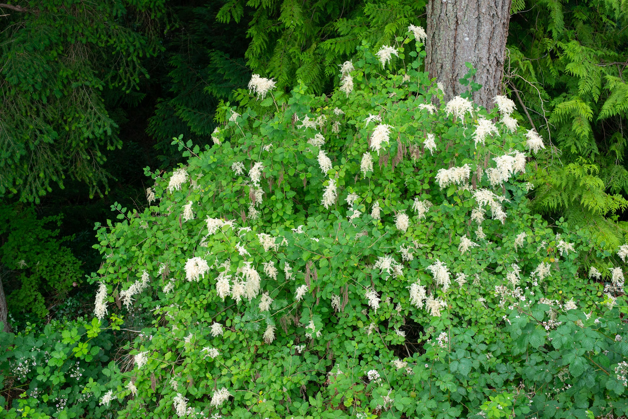 Oceanspray (Holodiscus discolor)
