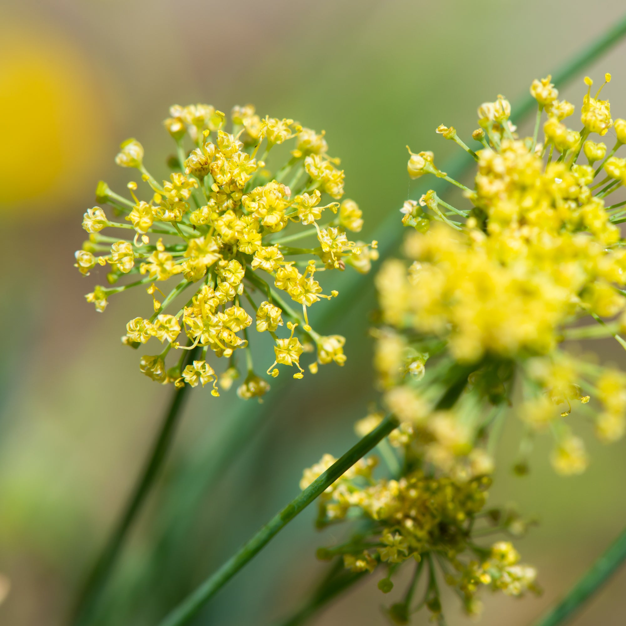Barestem Desert Parsley (Lomatium nudicaule)